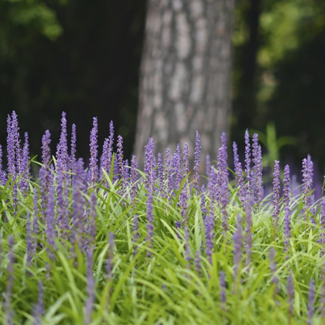 Perfect Plants LOSUPERBLUELIRIOPE1G perennials - View #5