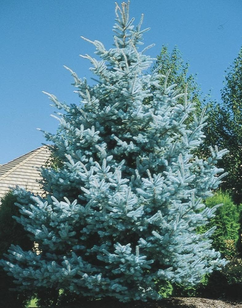  NURSERY 6-Gallon (s) Feature Baby Blue Colorado Spruce In Pot (With Soil)