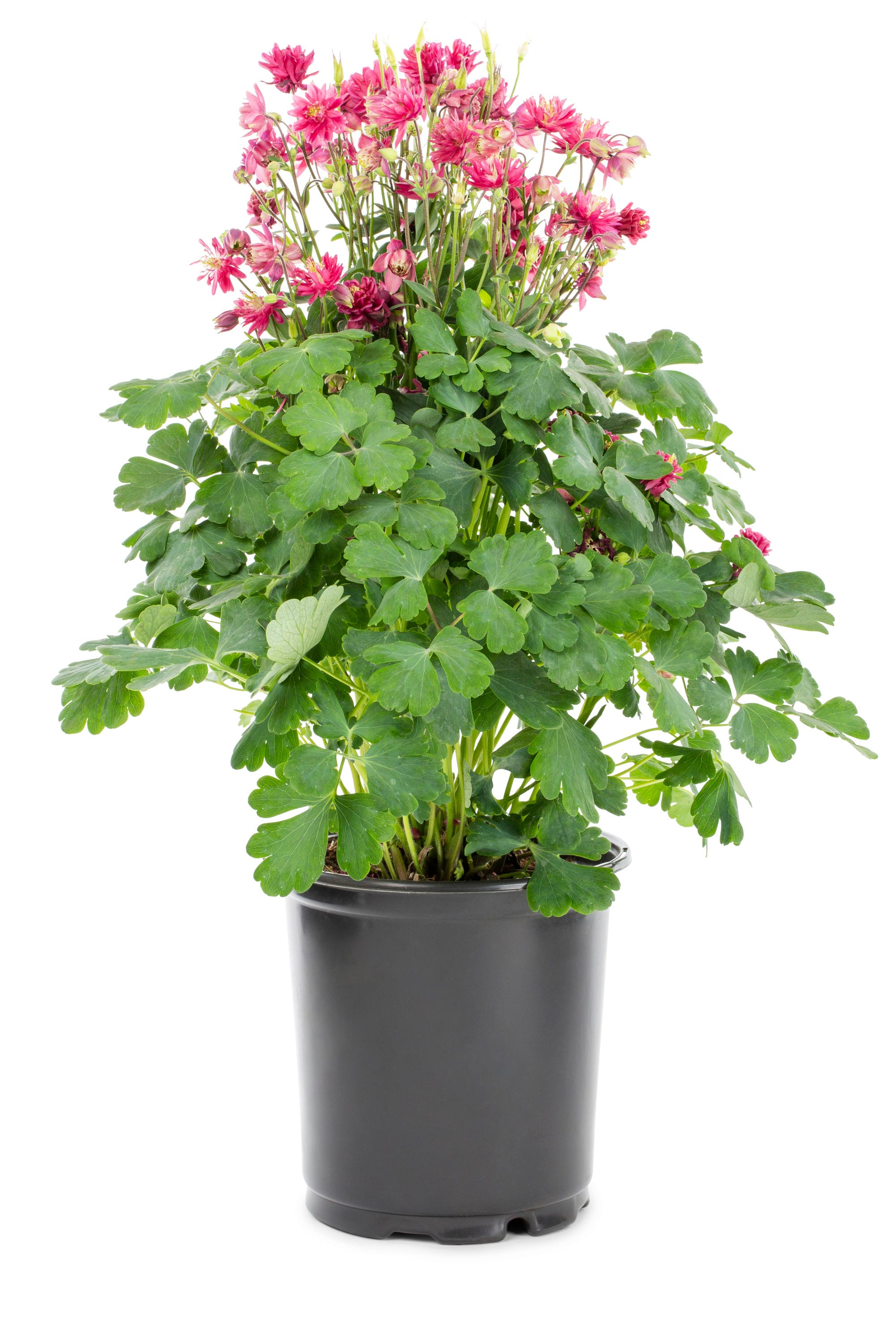 Lowe's NURSERY perennials - View #7