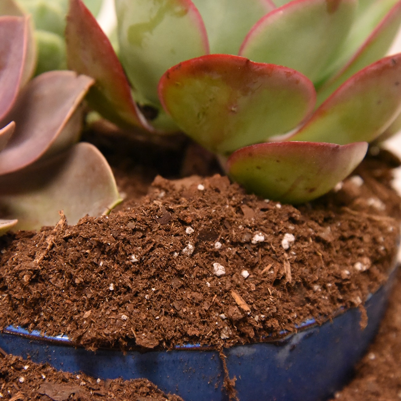 Perfect Plants LOSUCCULENTMIX8QT Garden-Soil-Soil-Amendments - View #2