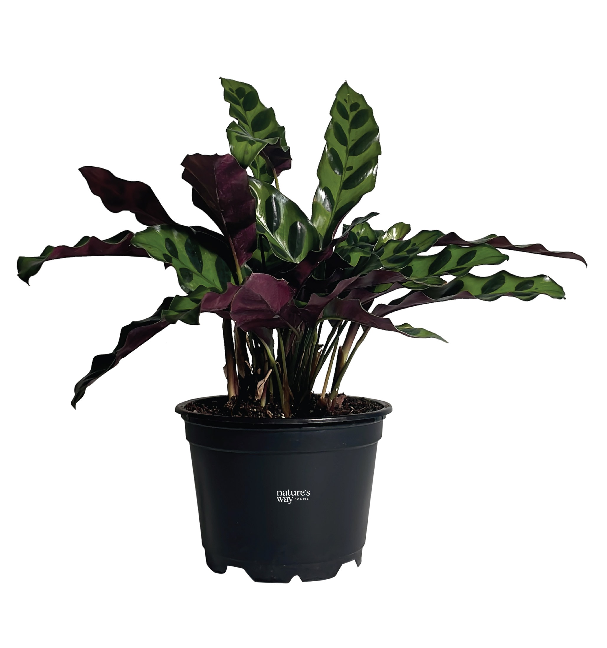  1147 White Insignis Calathea House plant in 4 Inch(es) Pot 1 -Pack