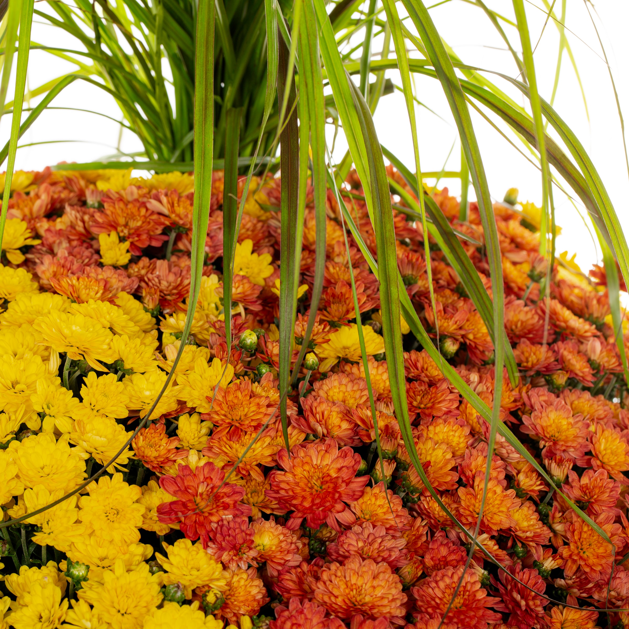Lowe's 2528655 annuals - View #2