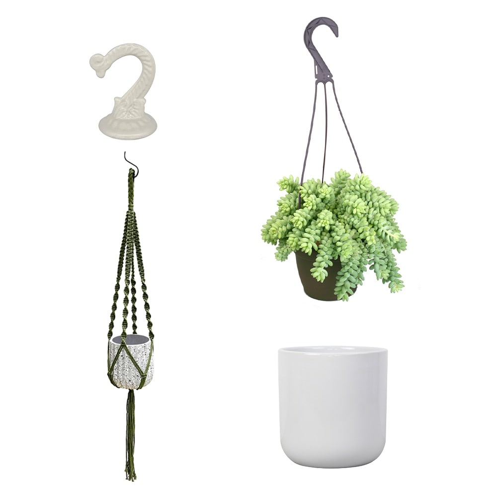 Altman Plants   Low-Maintenance Pet-Friendly 1.3-Quart Sedum Burrito, Donkey Tail, Burro's Tail Hanging House Plant Collection