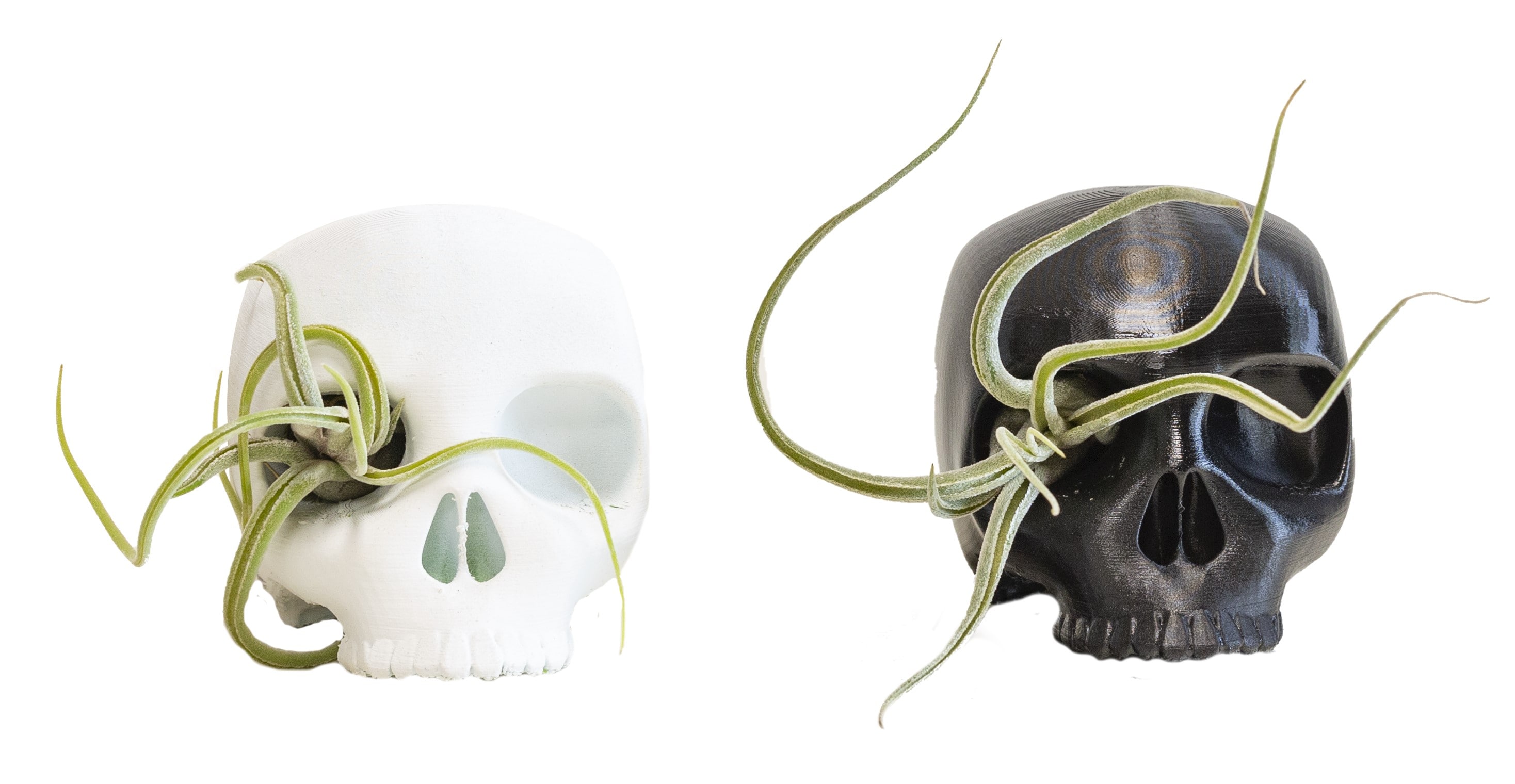 LiveTrends ASB02298 SKULL INVASION - Air Plants House plant in 1 Pack Pot 1.0 -Pack