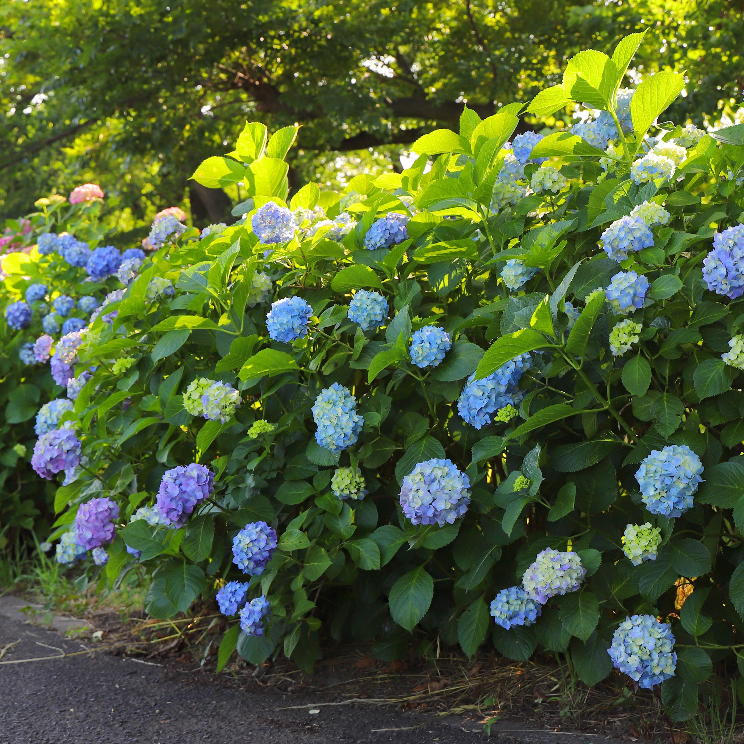 Garden State Bulb Blue Nikko Blue Hydrangea Flowering Shrub in 1 Pack(s ...