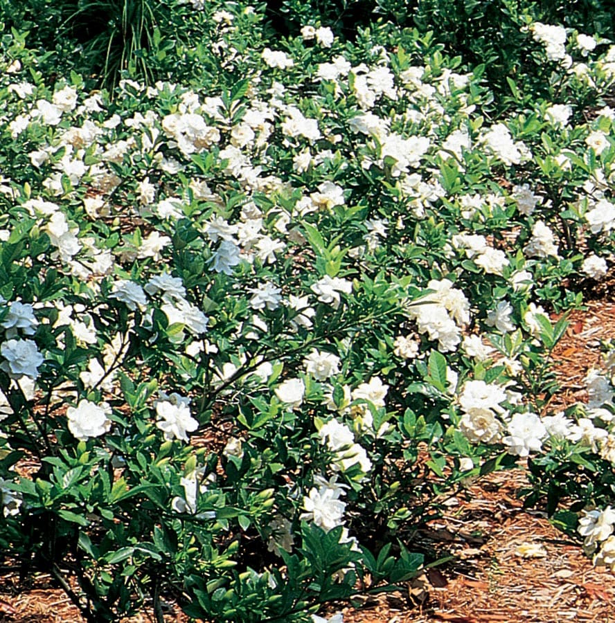 Lowe's NURSERY Gardenia Flowering Shrub in Pot with White Blooms