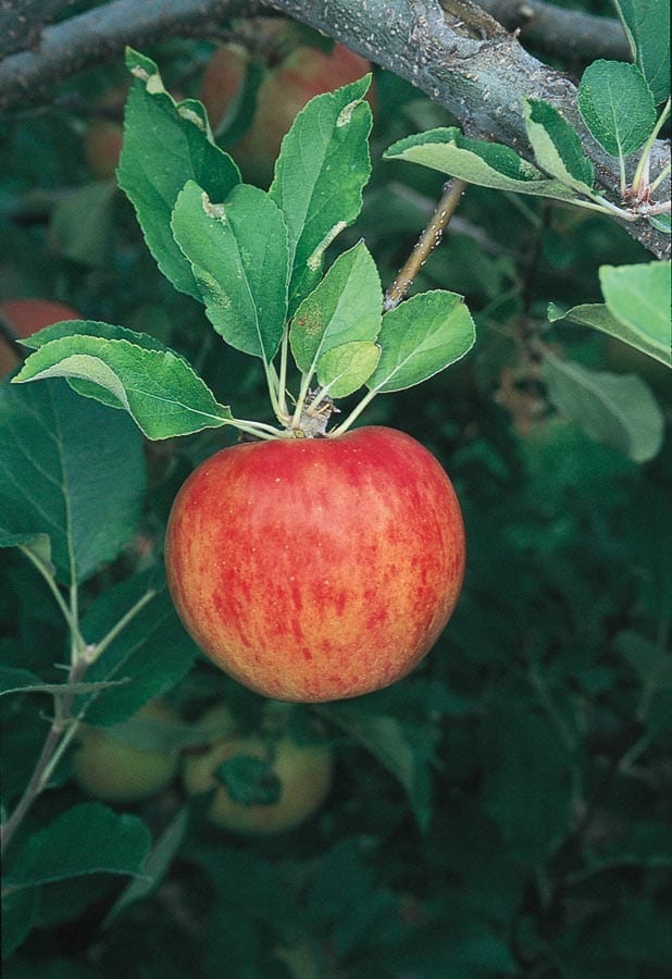  NURSERY Desert Gold Peach Tree