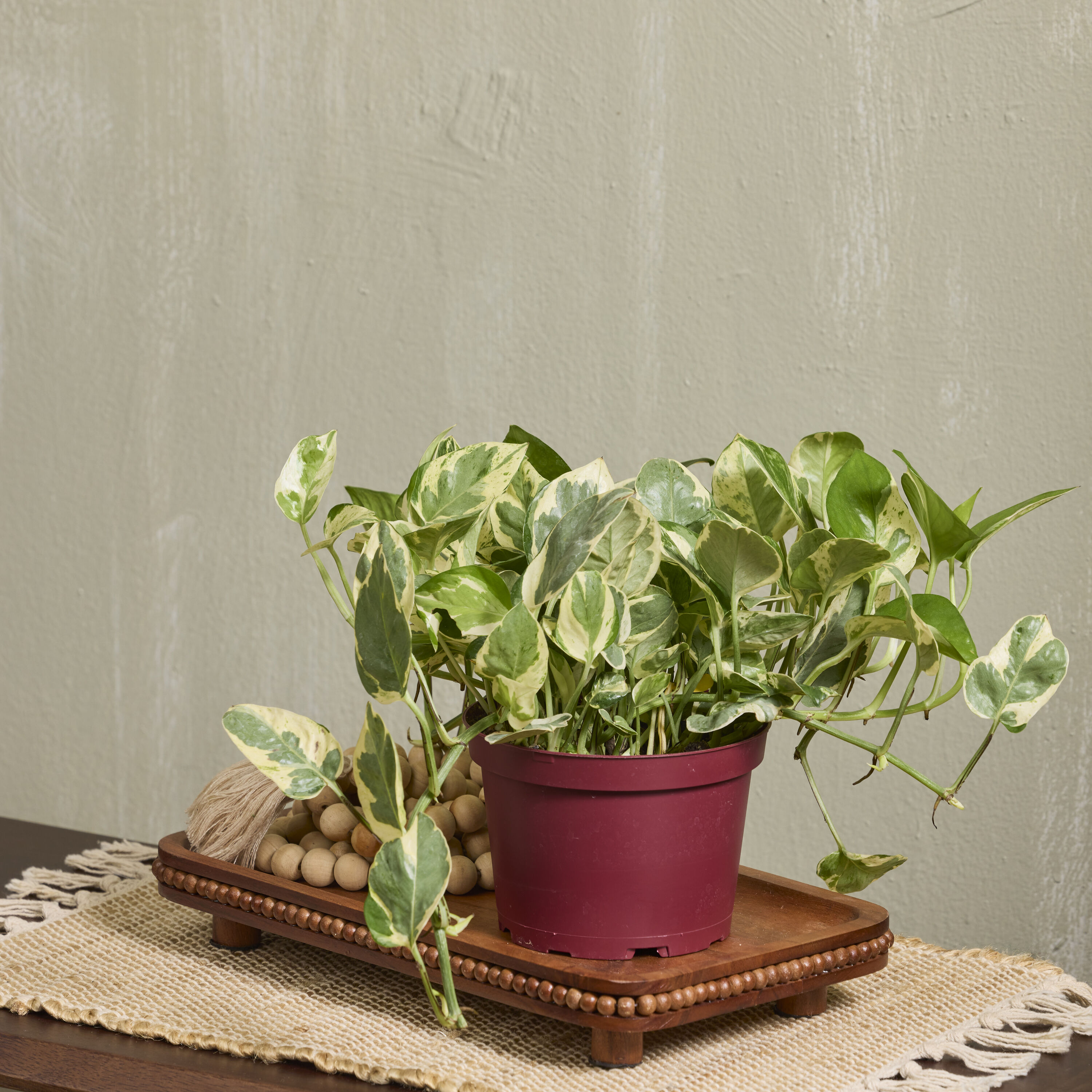 LiveTrends ASB08726 hseplants - View #3