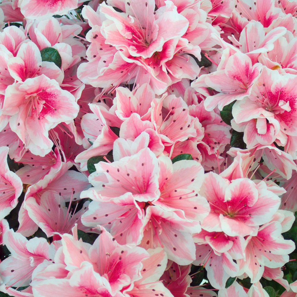 National Plant Network LW3014 shrubs - View #2