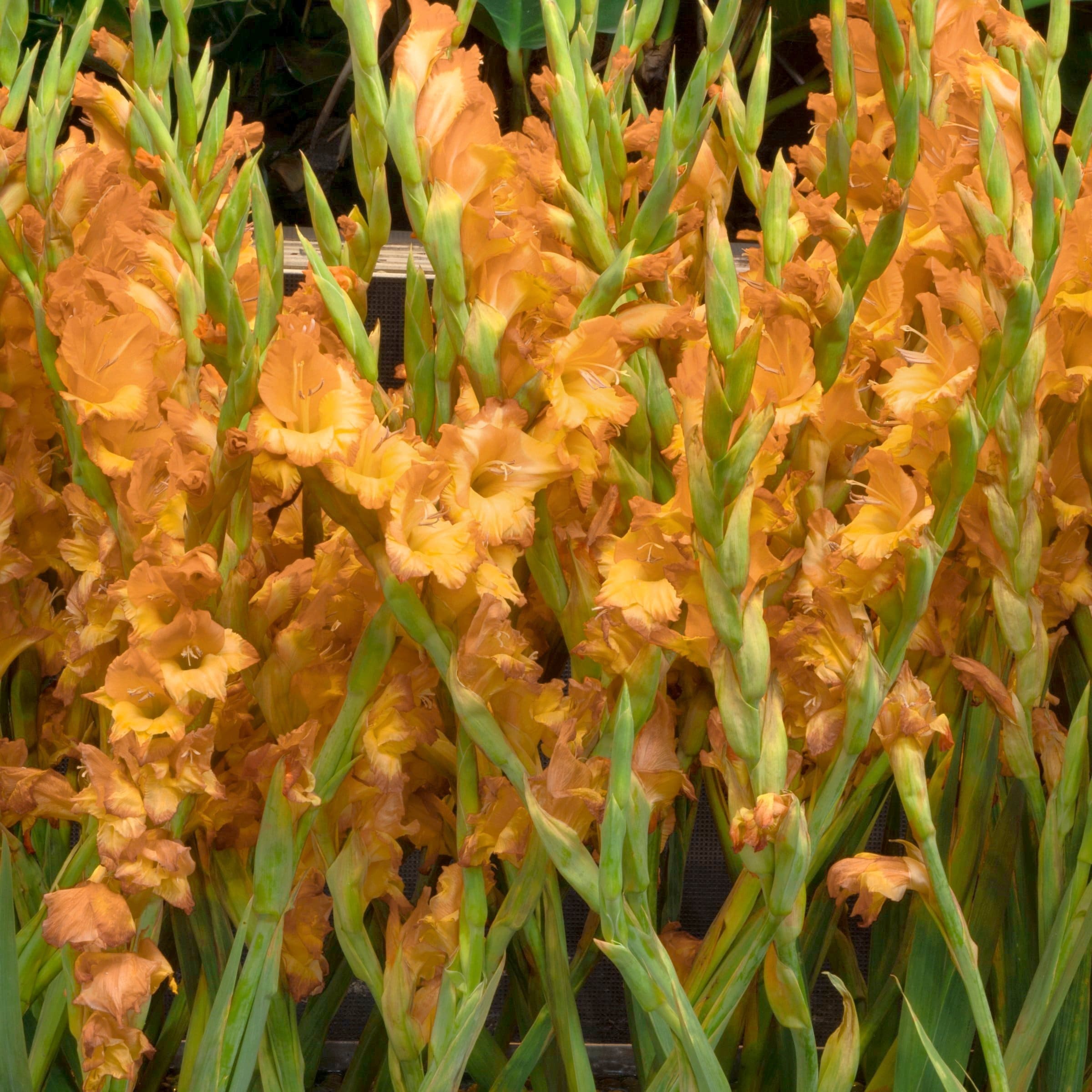 National Plant Network LW3424 Plant-Bulbs - View #3