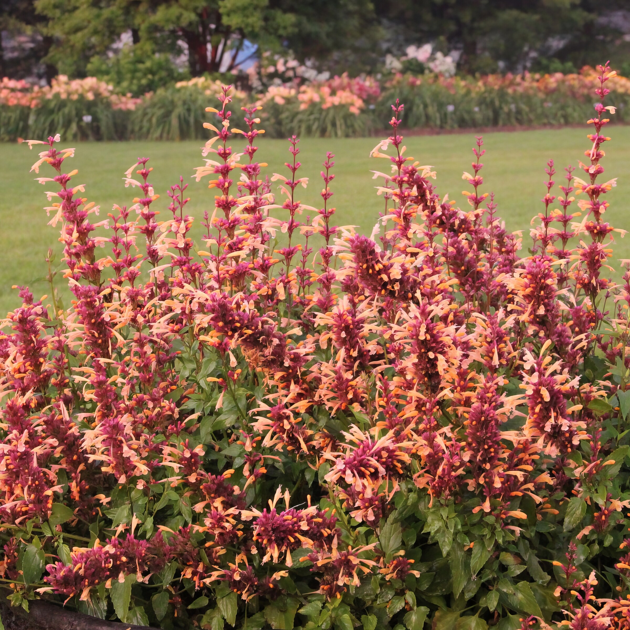 National Plant Network LW1703 perennials - View #13