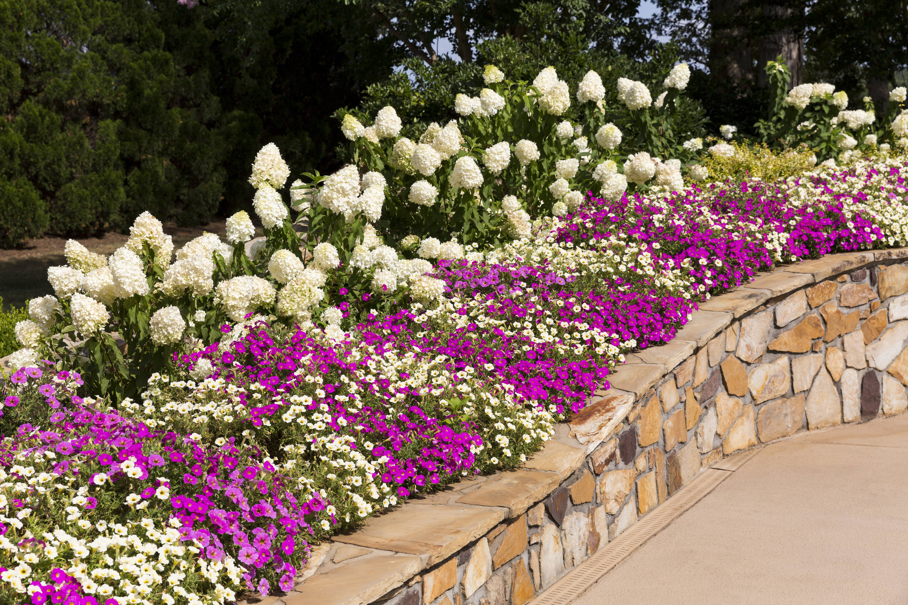 Metrolina Greenhouses 79563 annuals - View #4