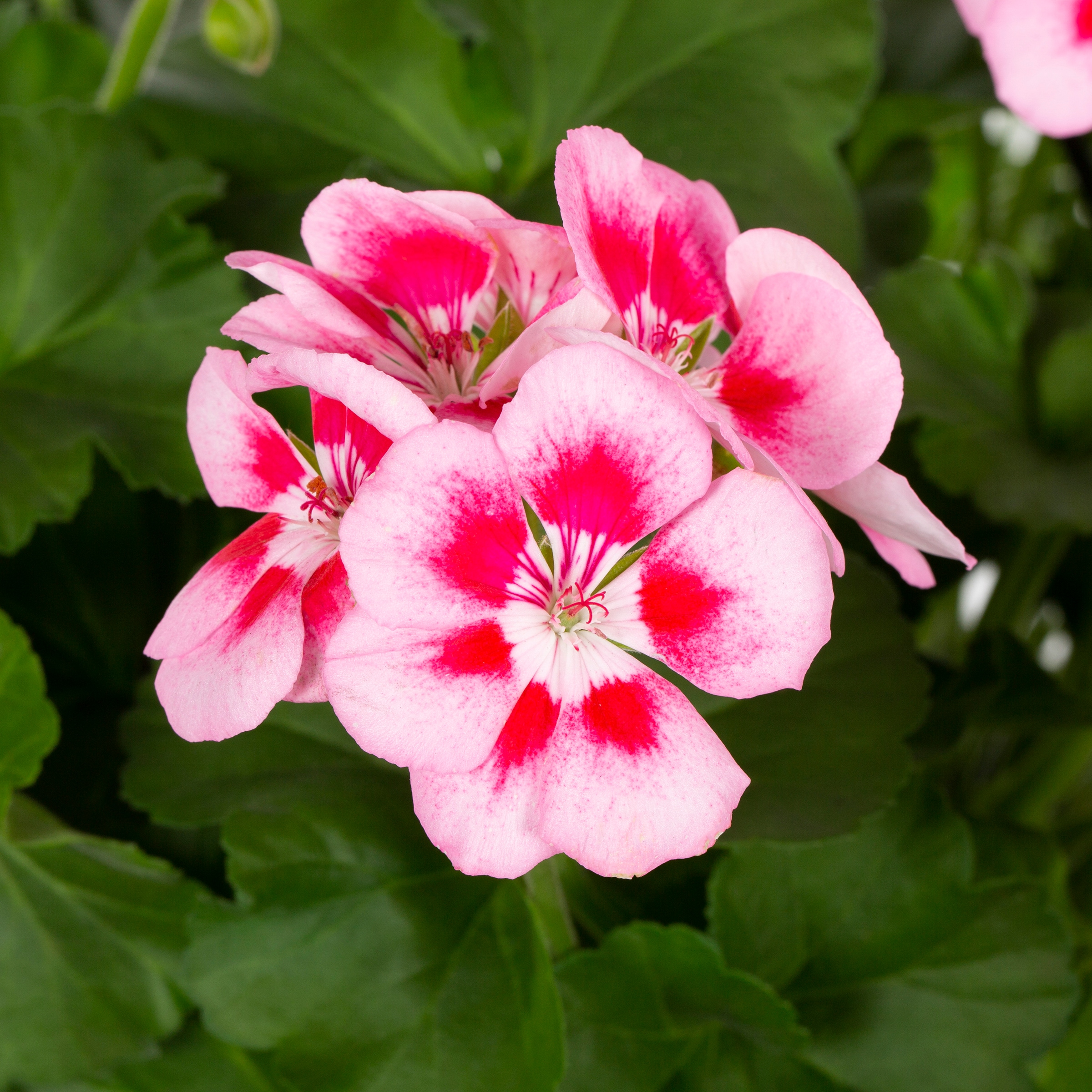 Lowe's Multicolor Zonal Geranium in 1.5-Gallon Hanging Basket in the ...