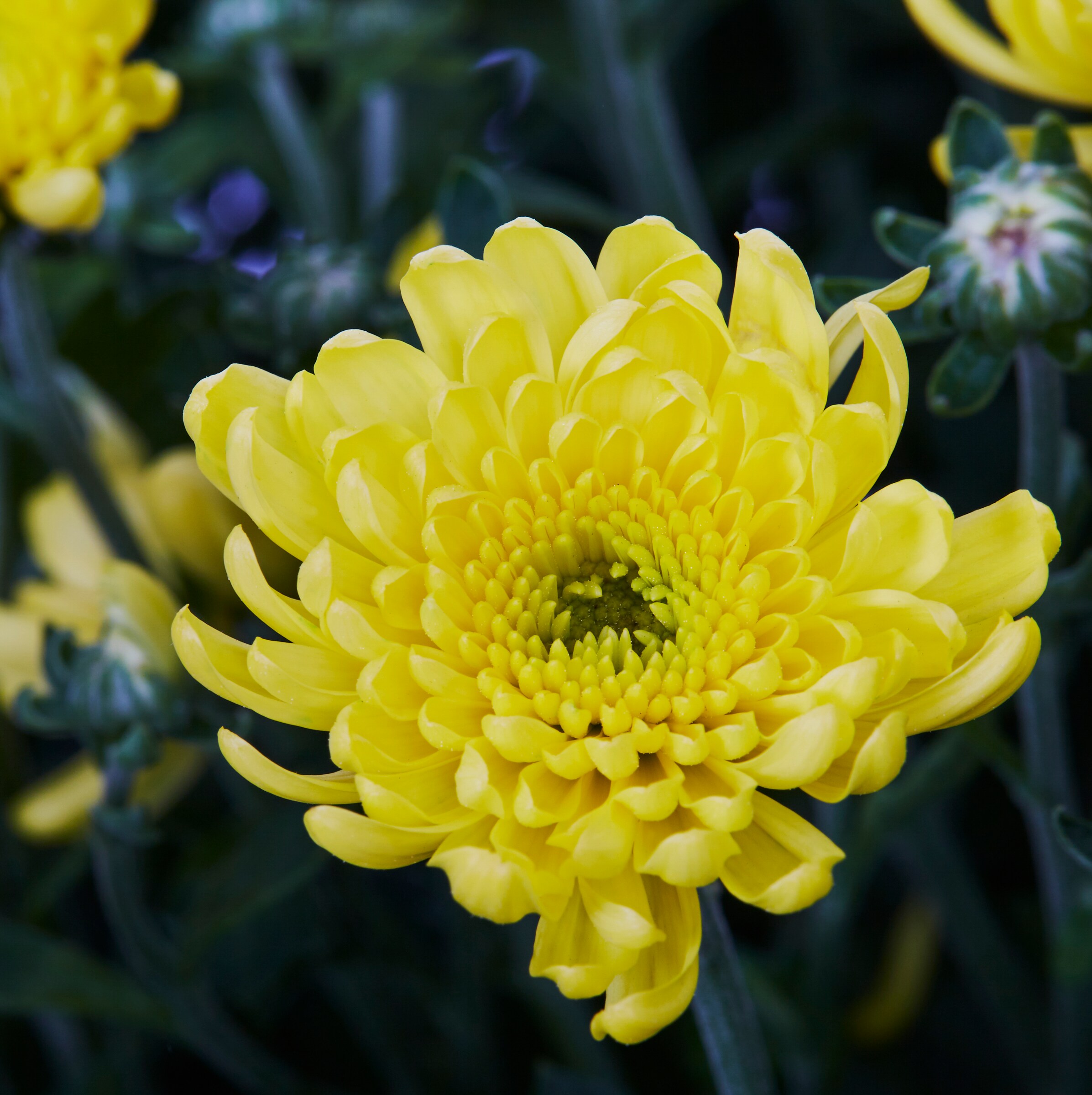 Monrovia 1-7072 annuals - View #2