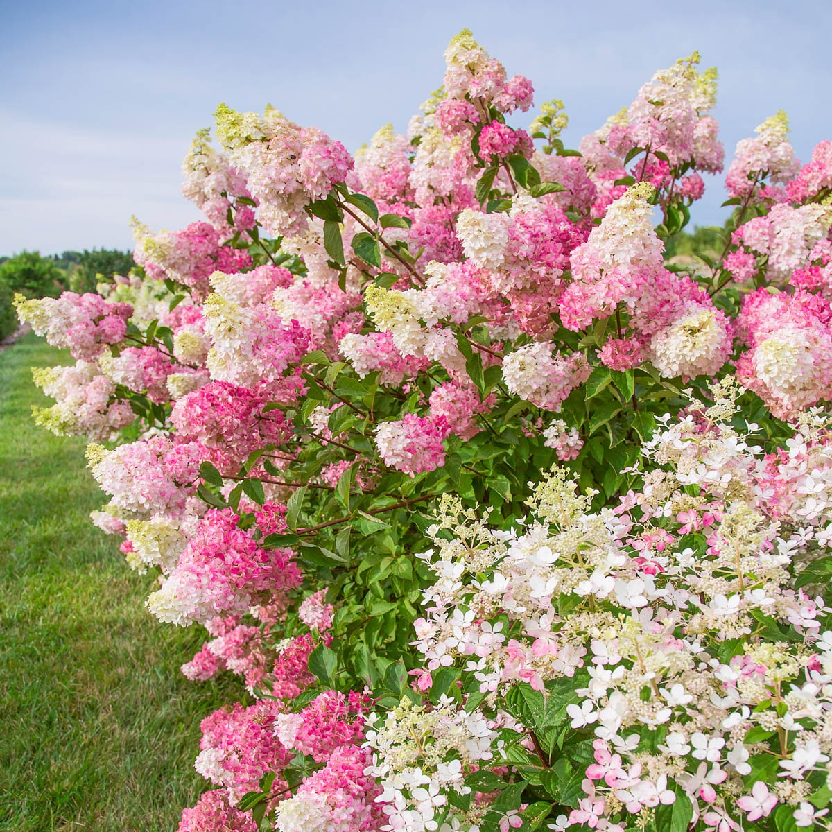 Gurney's Seed and Nursery 87435 shrubs - View #3