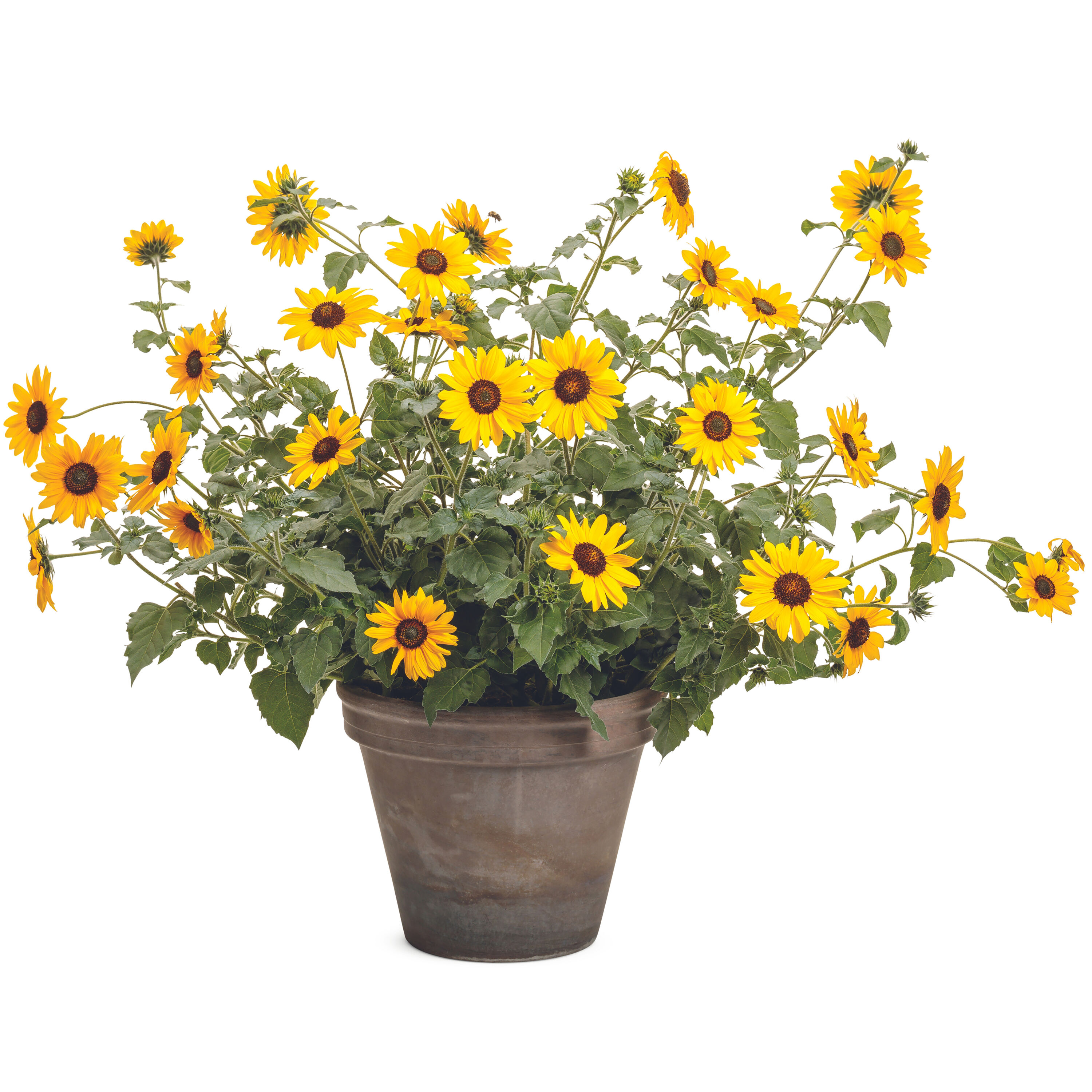 Proven Winners HLIPRW1027100 annuals - View #3