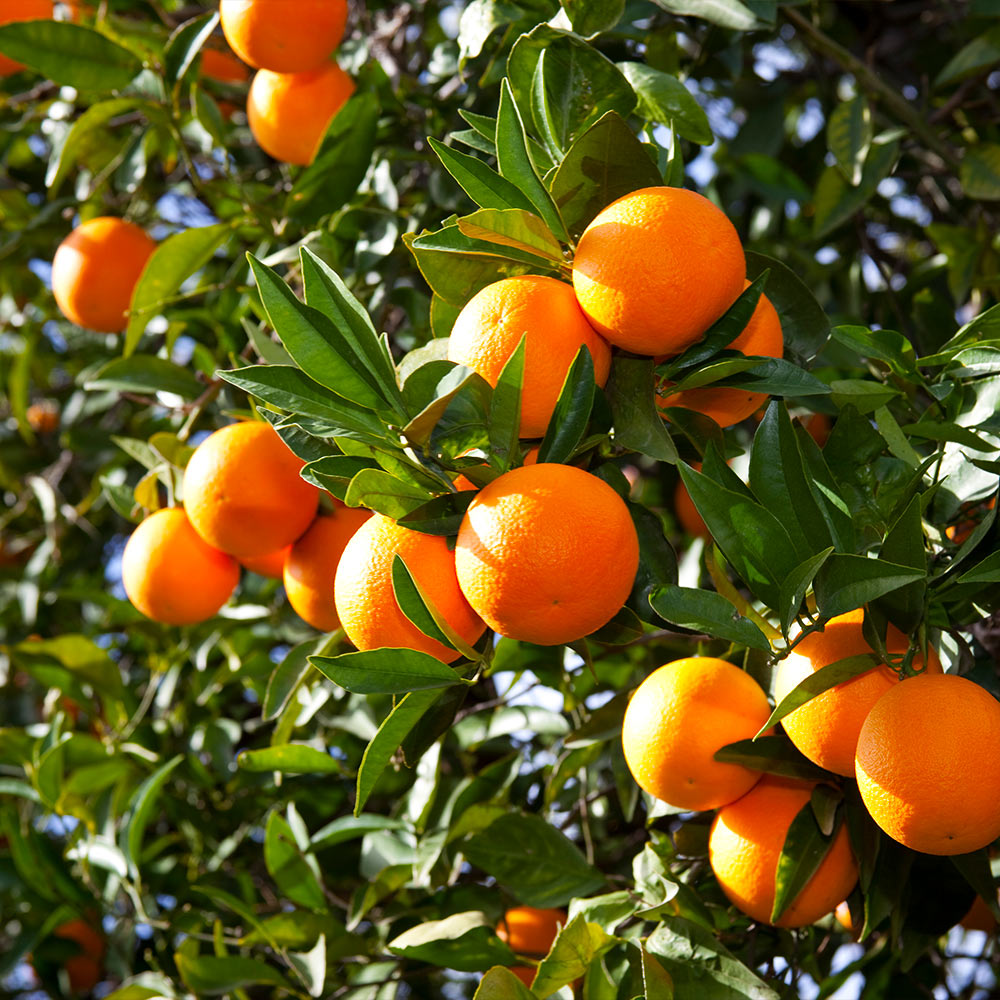 Brighter Blooms Orange Plant Pot