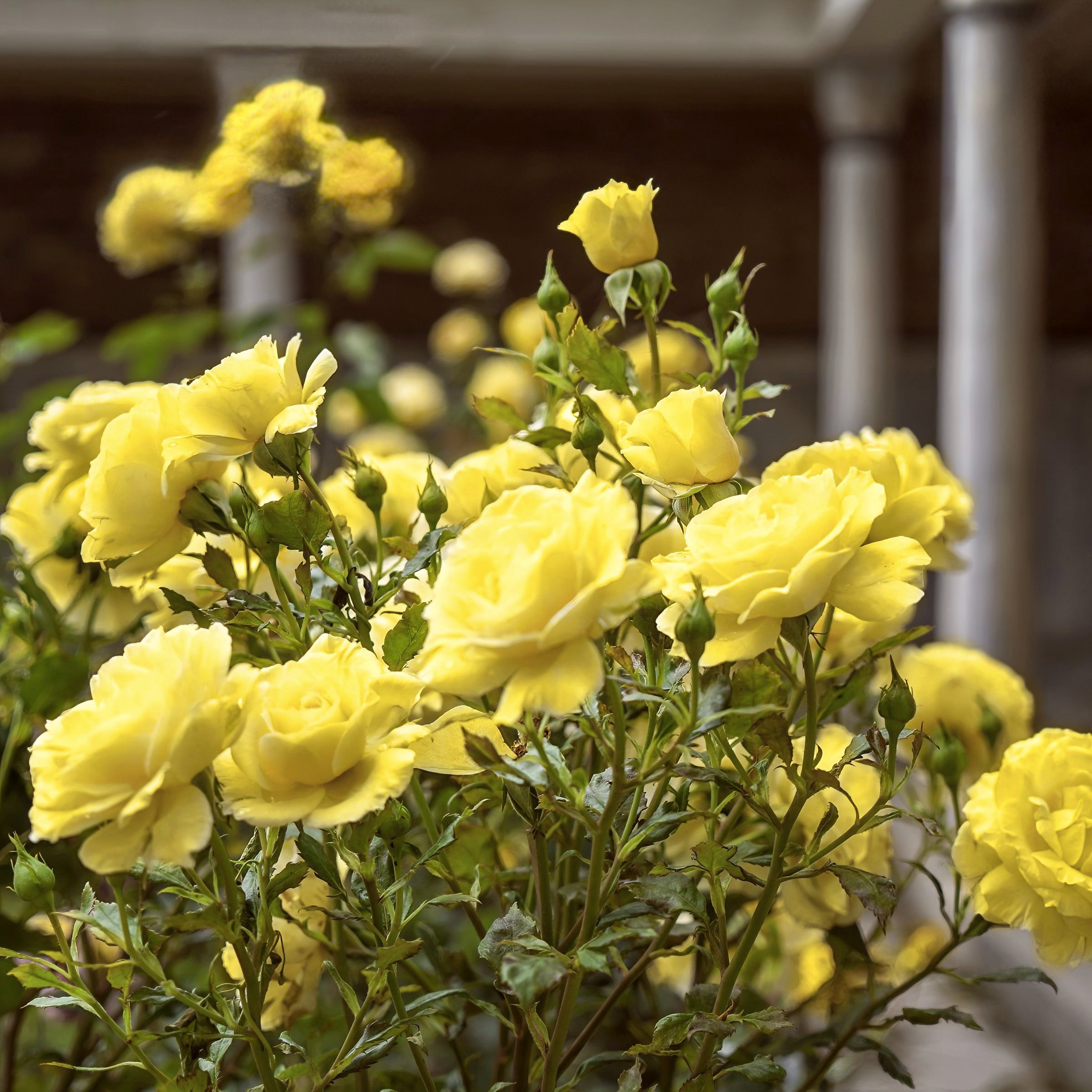 National Plant Network LW1794 roses - View #6
