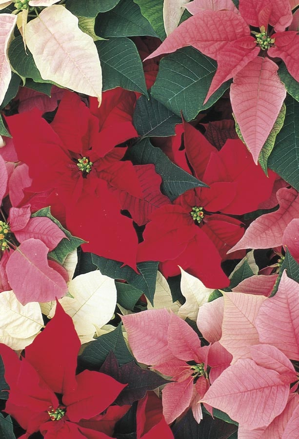 Holiday Living NURSERY Poinsettia House plant in 2 Quart(s) Pot 1.0 -Pack