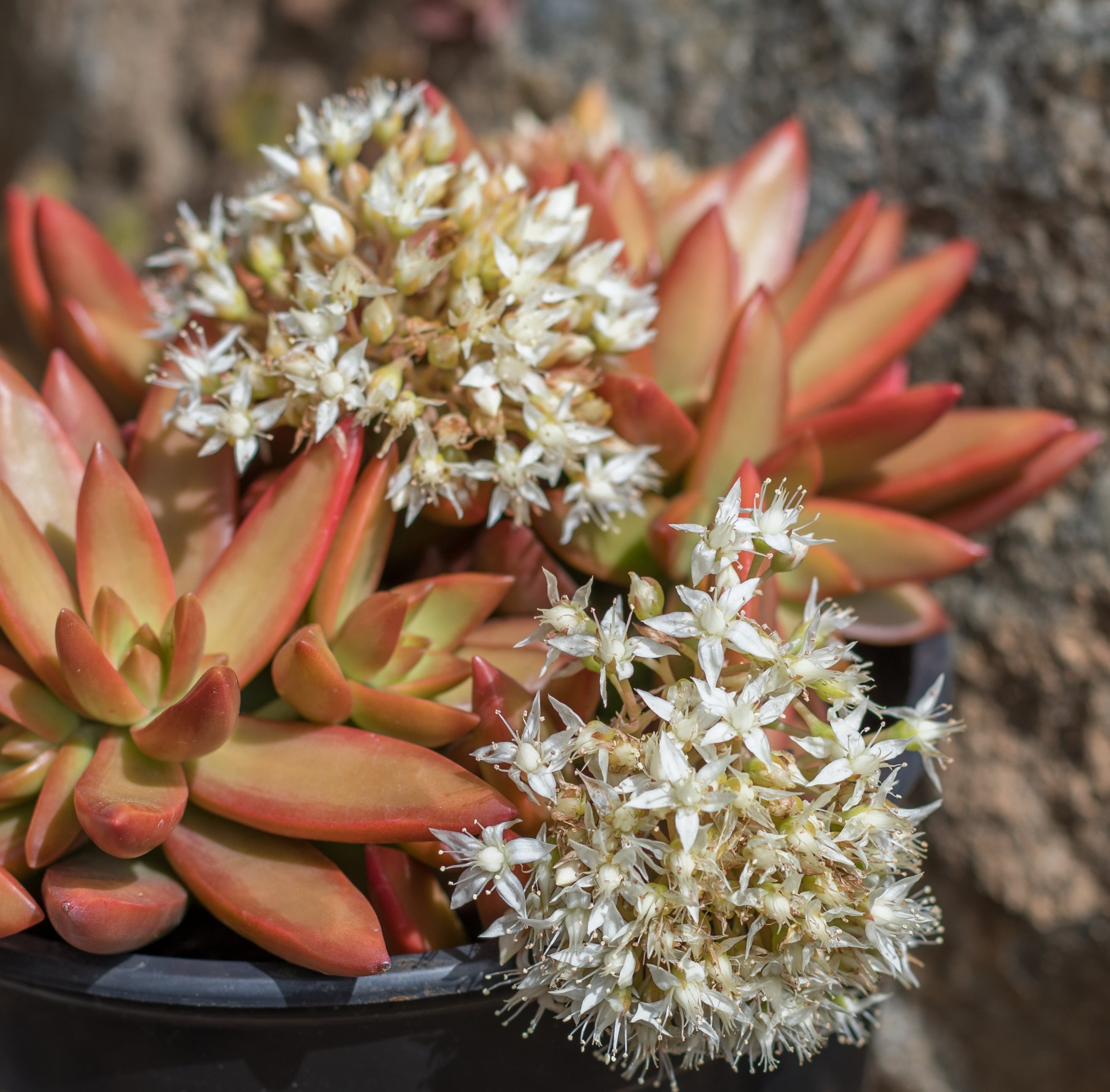Altman Plants 0880077 Cacti-Succulents - View #9