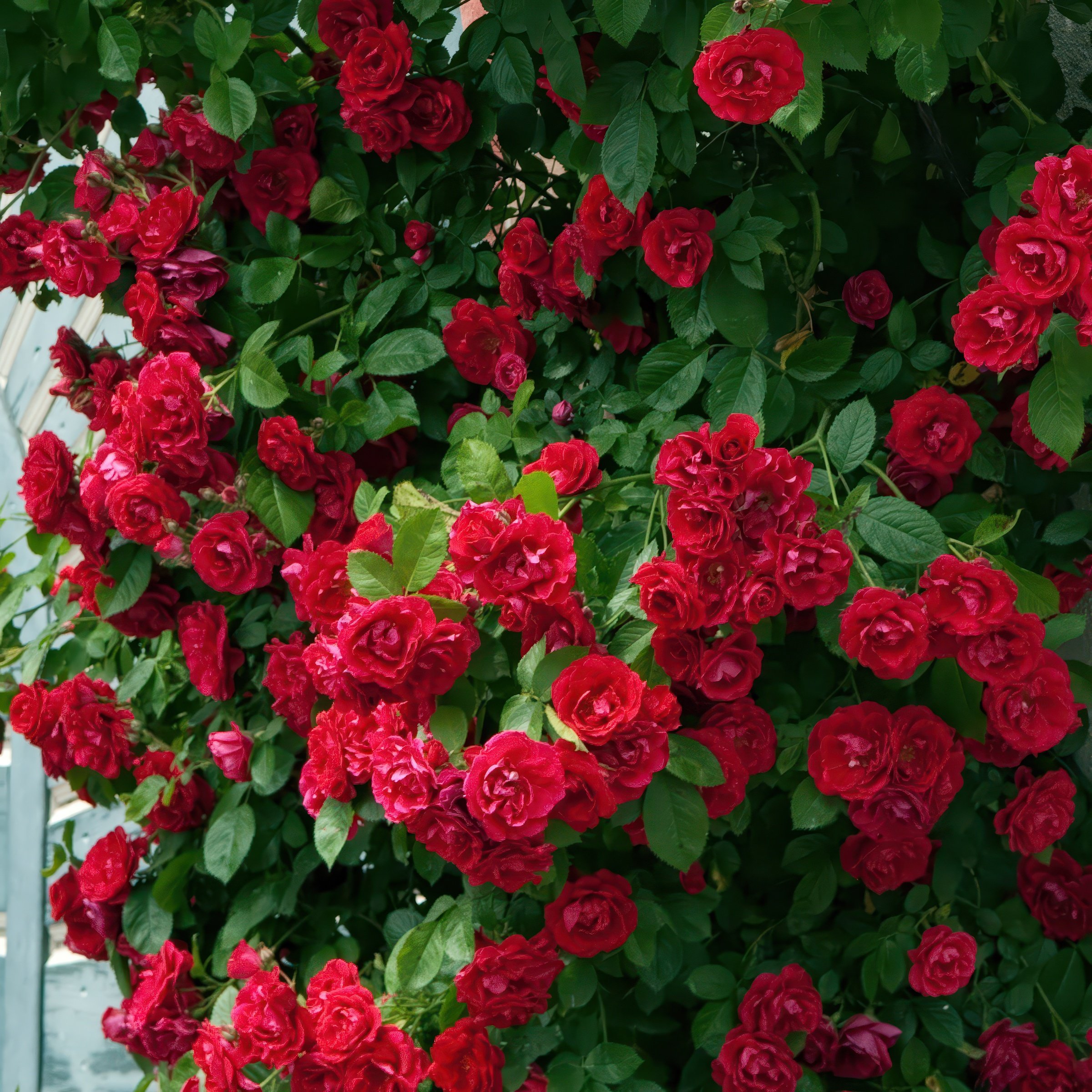 National Plant Network LW1431A roses - View #6