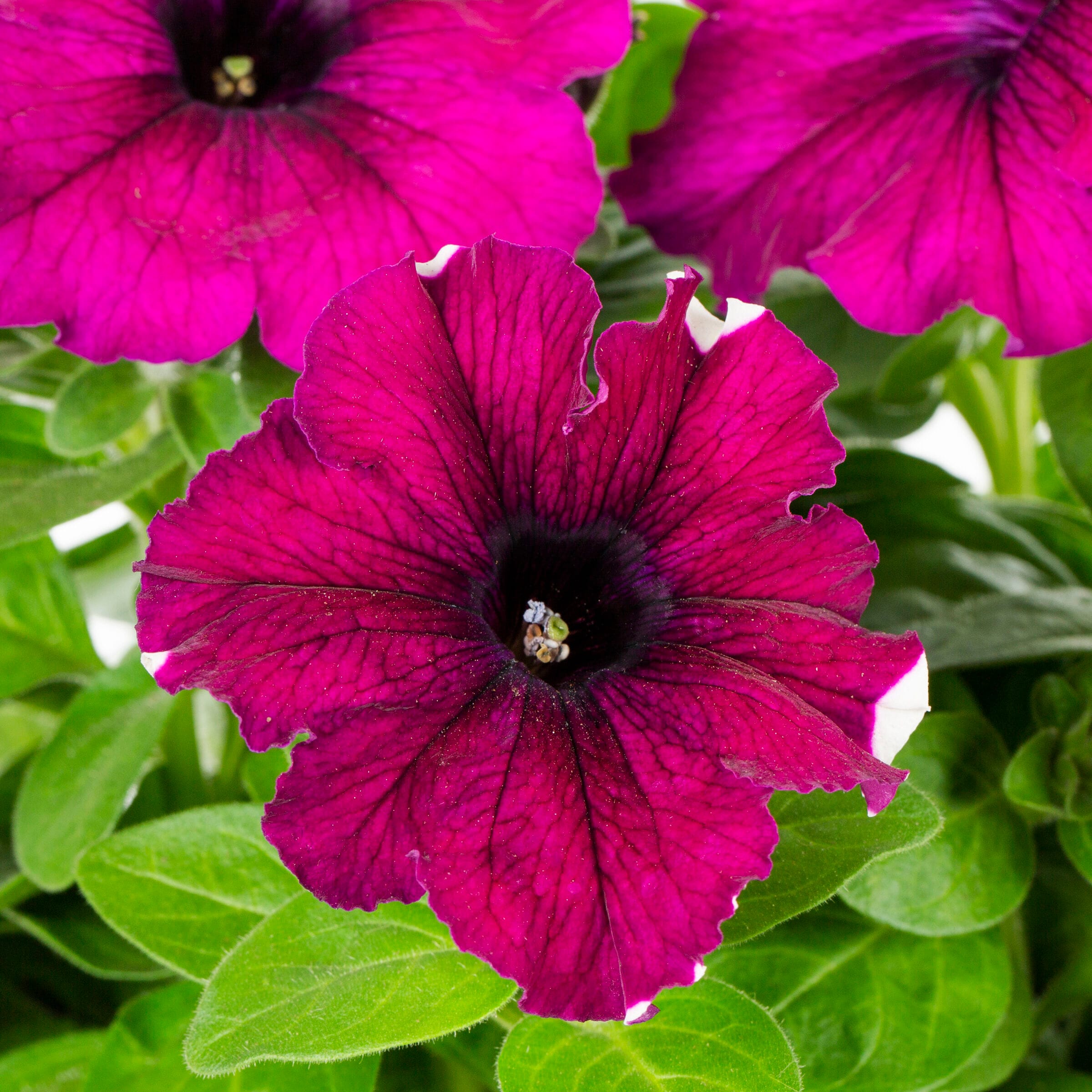 Metrolina Greenhouses 79106 annuals - View #2