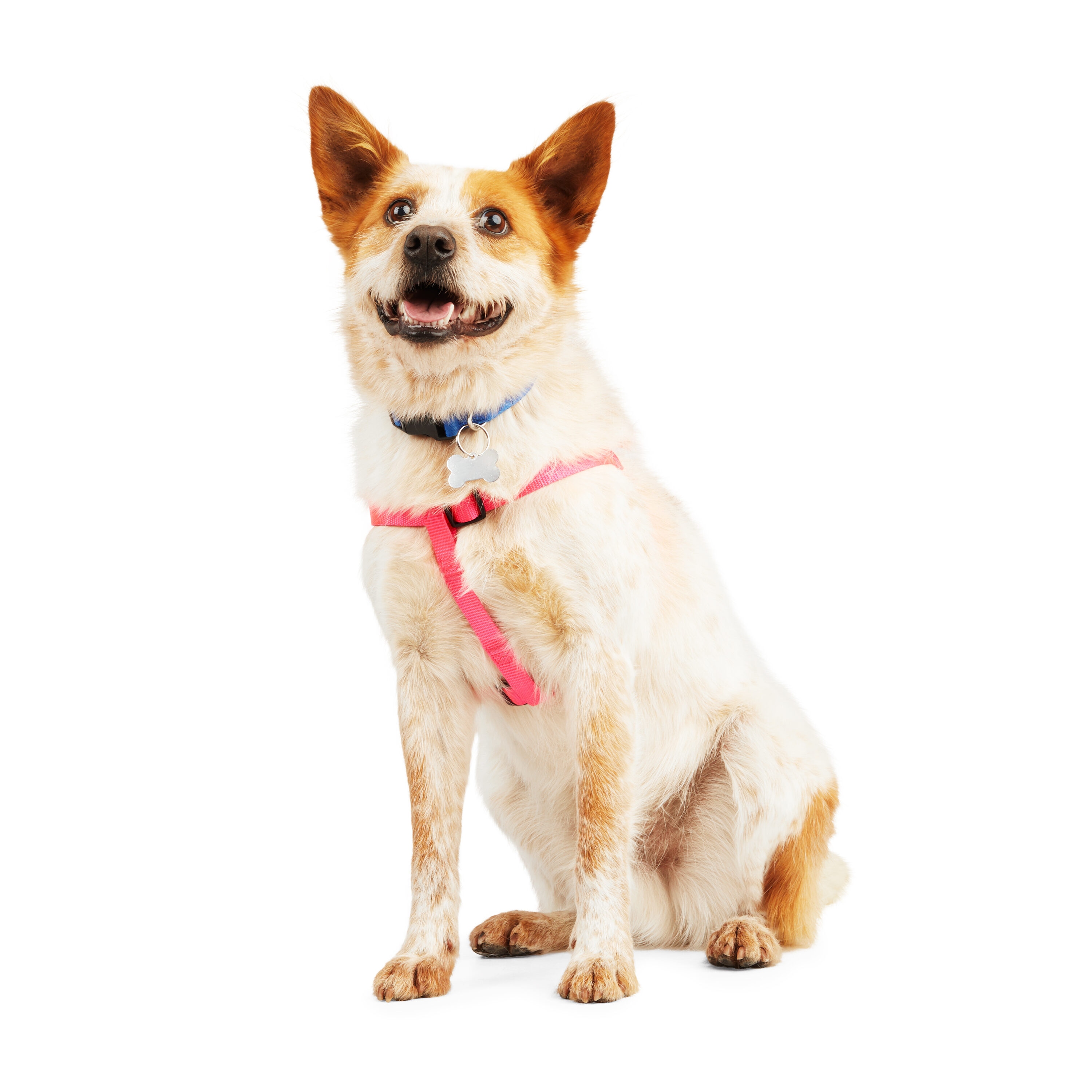 Youly 3710235 Dog-Collars-Harnesses - View #5