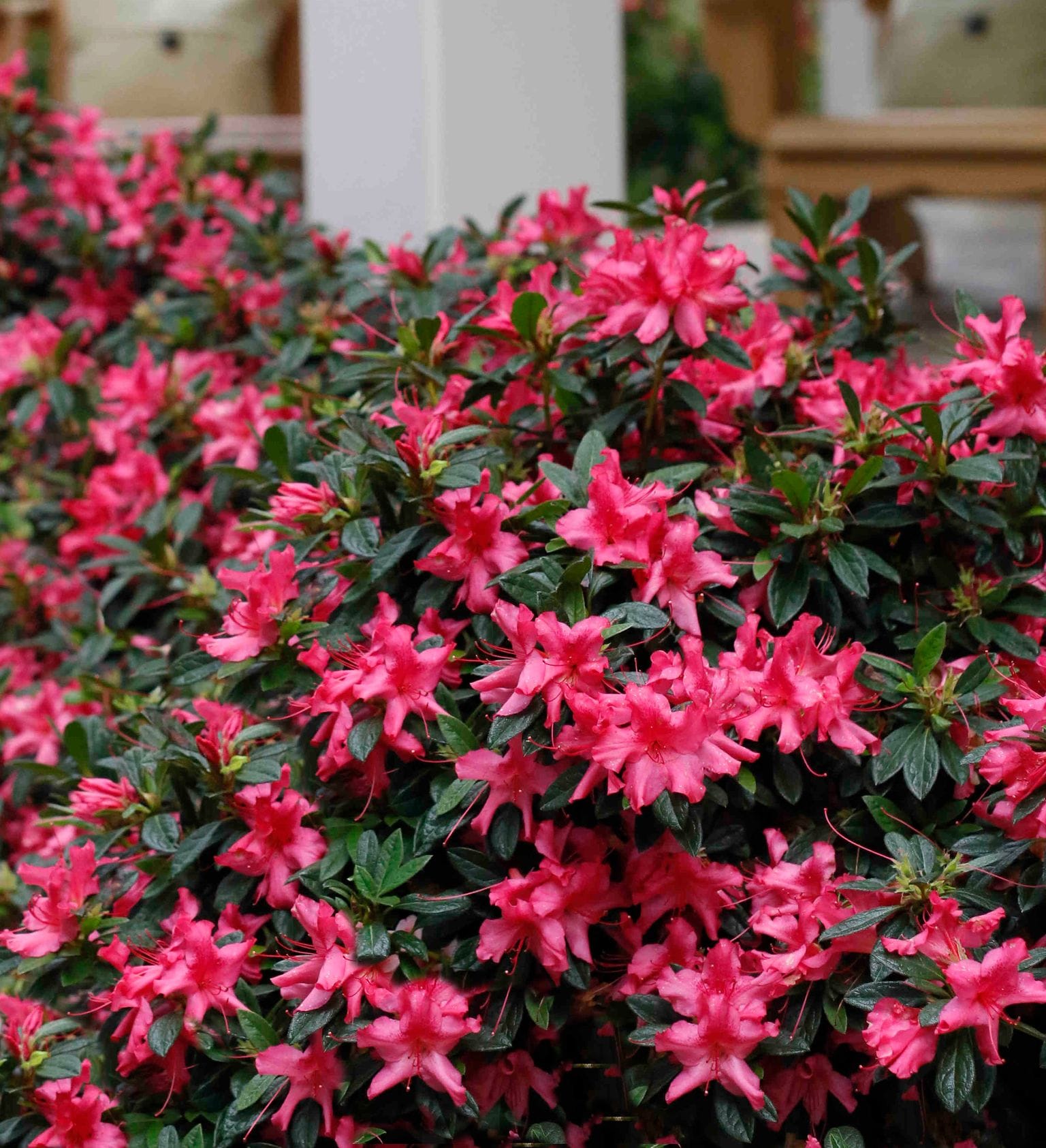Encore Azalea 80421-1 shrubs - View #9