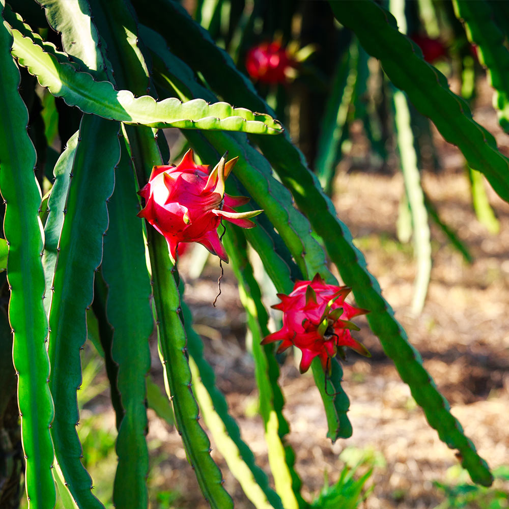 Brighter Blooms 11440 Fruit-Plants - View #2
