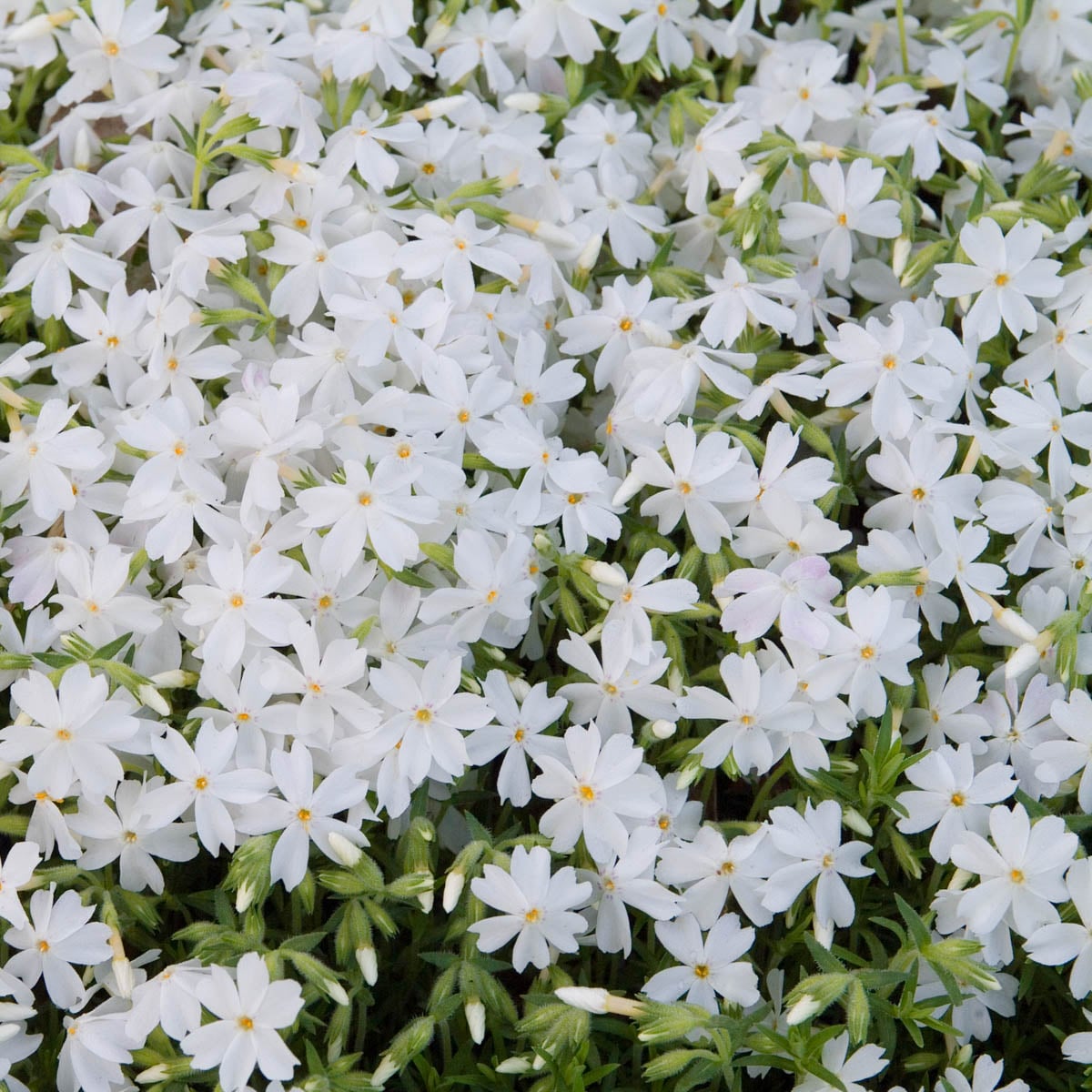 Spring Hill Nurseries 92159 1 Count 1.0 -Pack Snowflake Creeping Phlox Dormant Bare Root Starter Plant in Bareroot