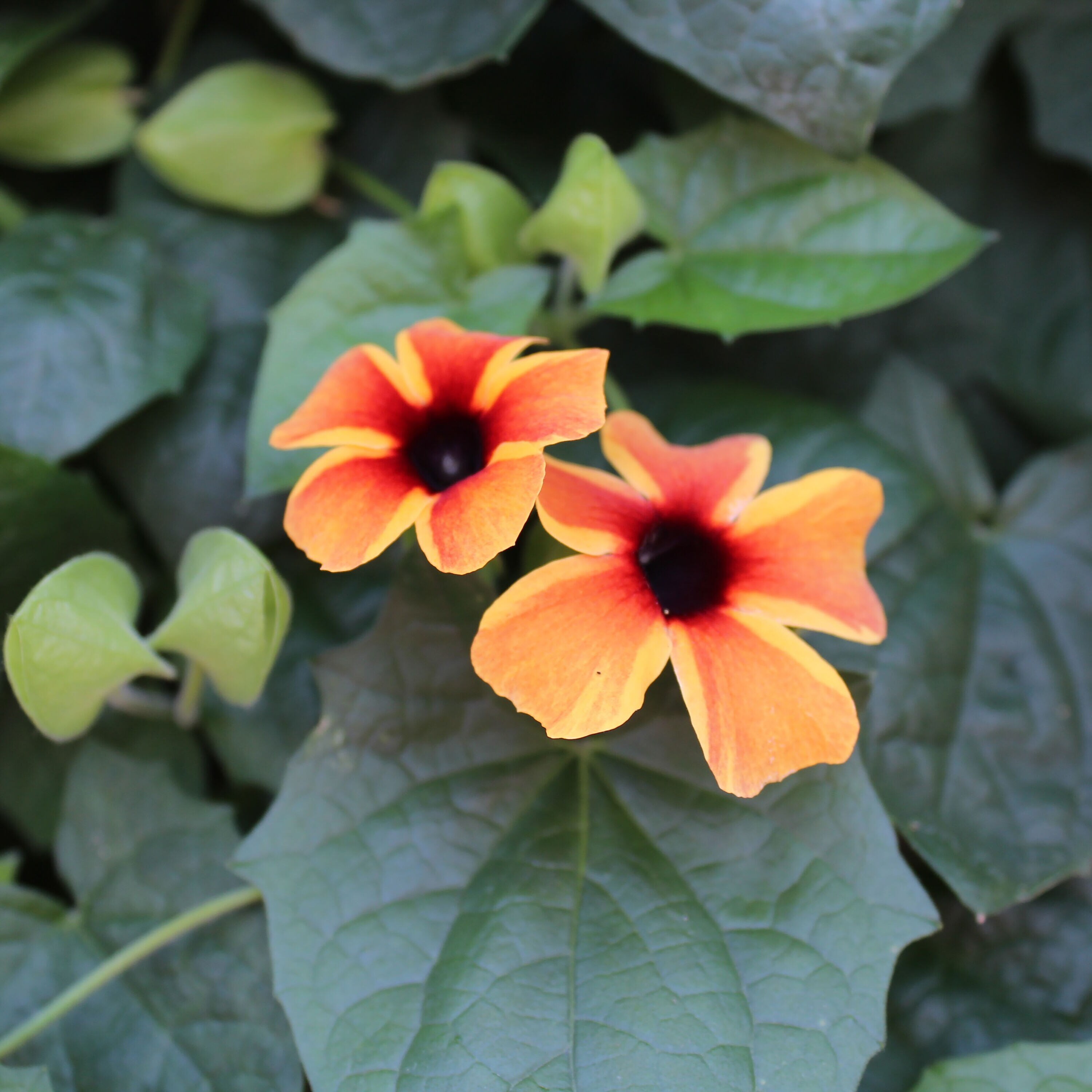 Proven Winners THUPRW1027100 Orange Black-eyed Susan Vine in 1-in Pot
