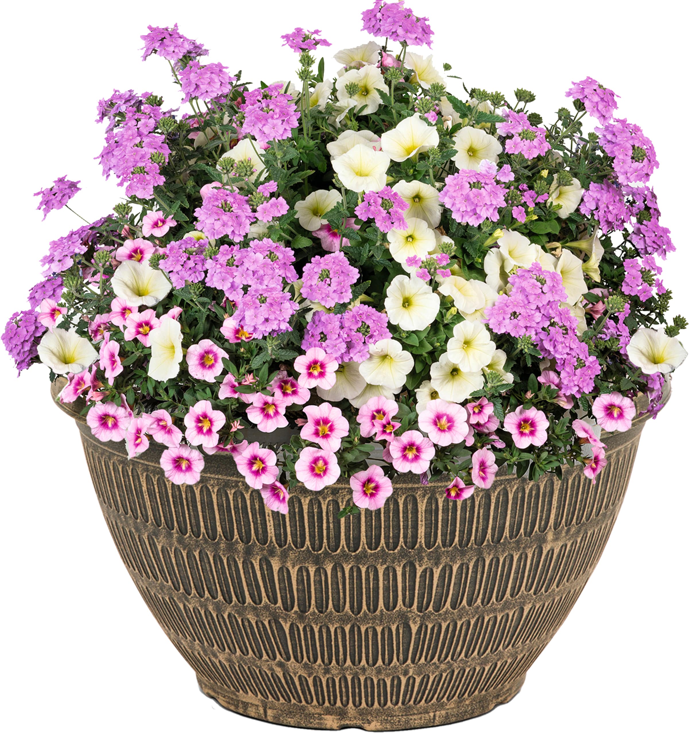 Lowe's NURSERY Multicolor Mixed Annuals in 2.00 Gallon(s) Planter