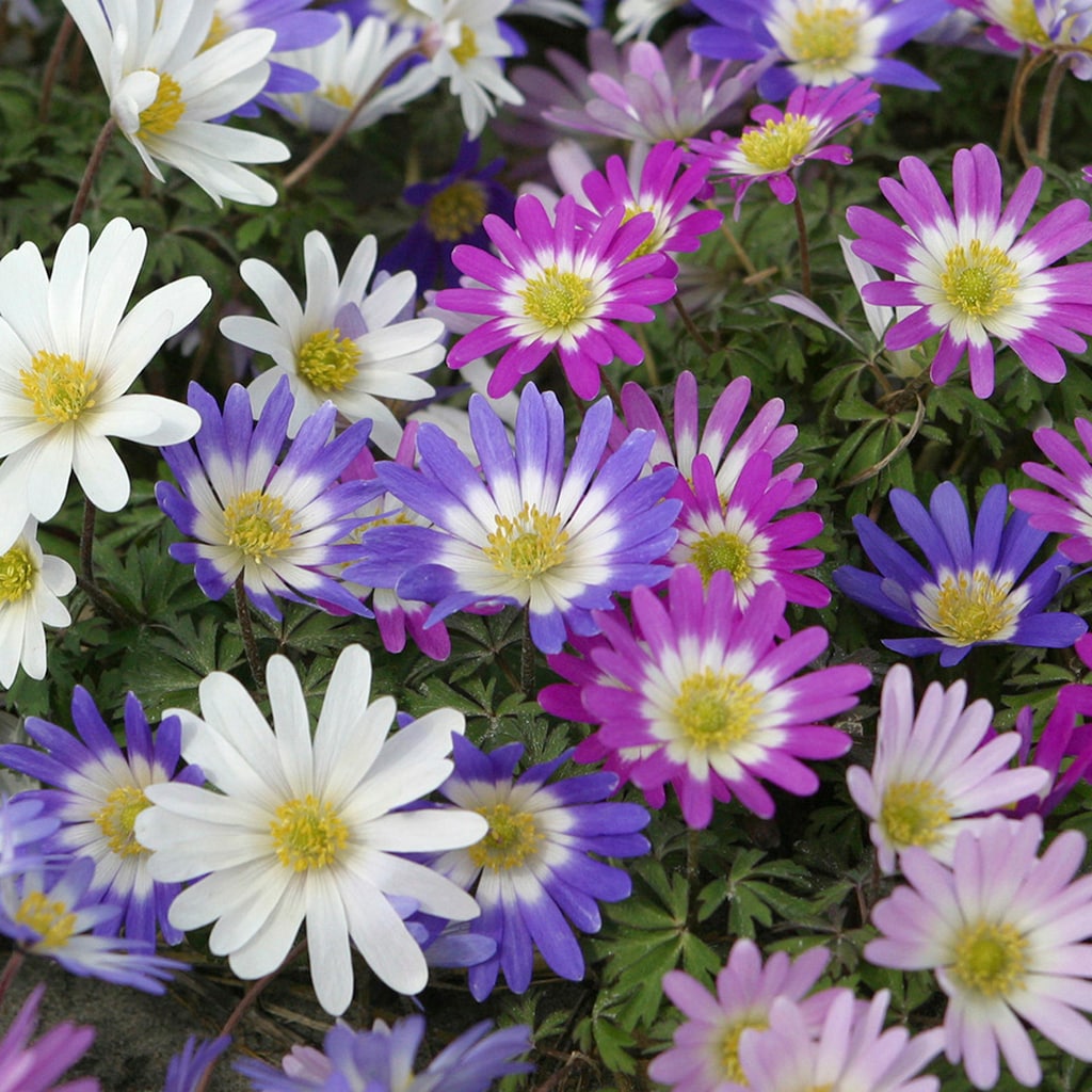 Van Zyverden 87130 Multicolor Wind Flowers Anemone Blanda Mixed Bulbs 25.0 Count