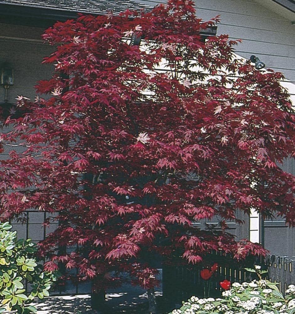Lowe's NURSERY Feature Assorted Upright Japanese Maple In Pot (With Soil)