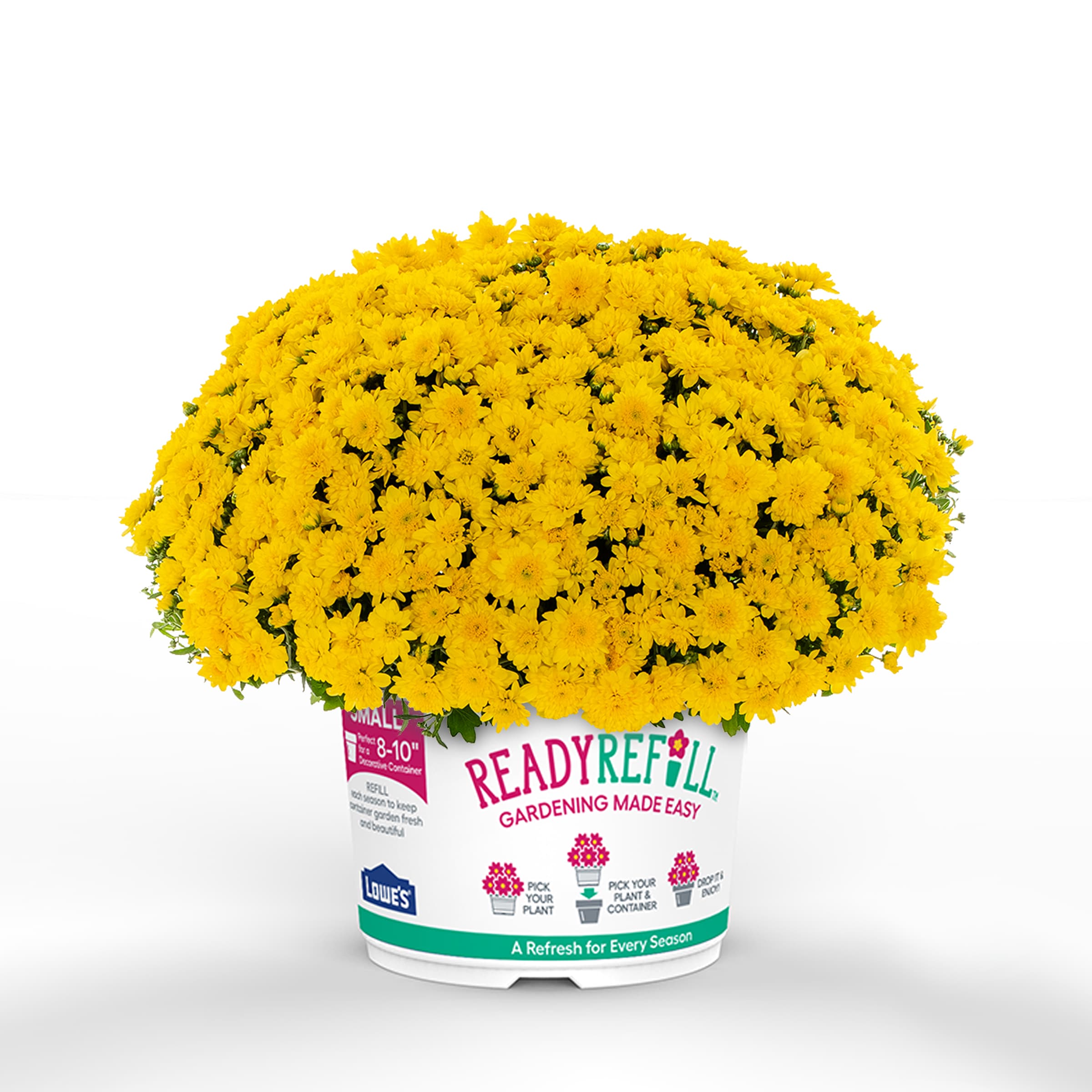 Ready Refill NURSERY Yellow Mums in 2.5-Gallon Pot