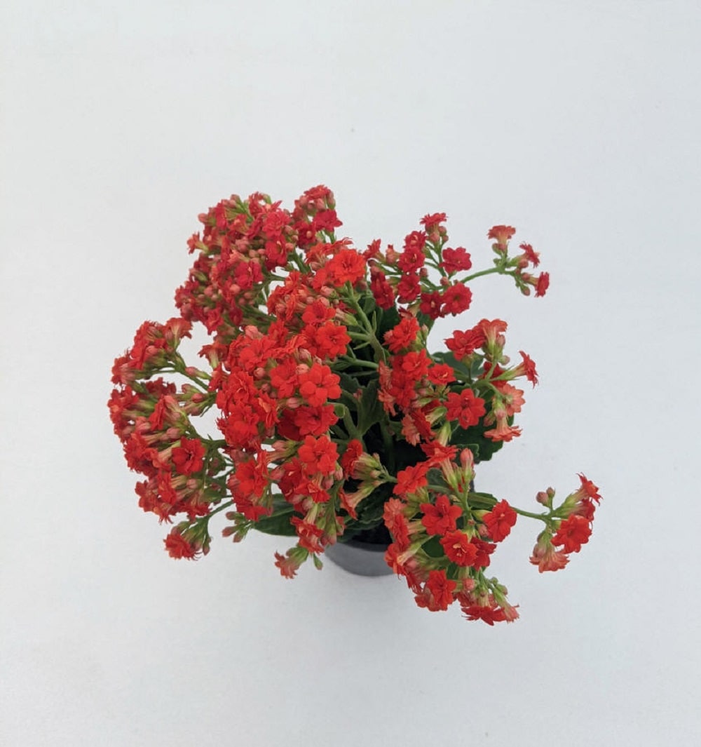  PRM annuals - View #6