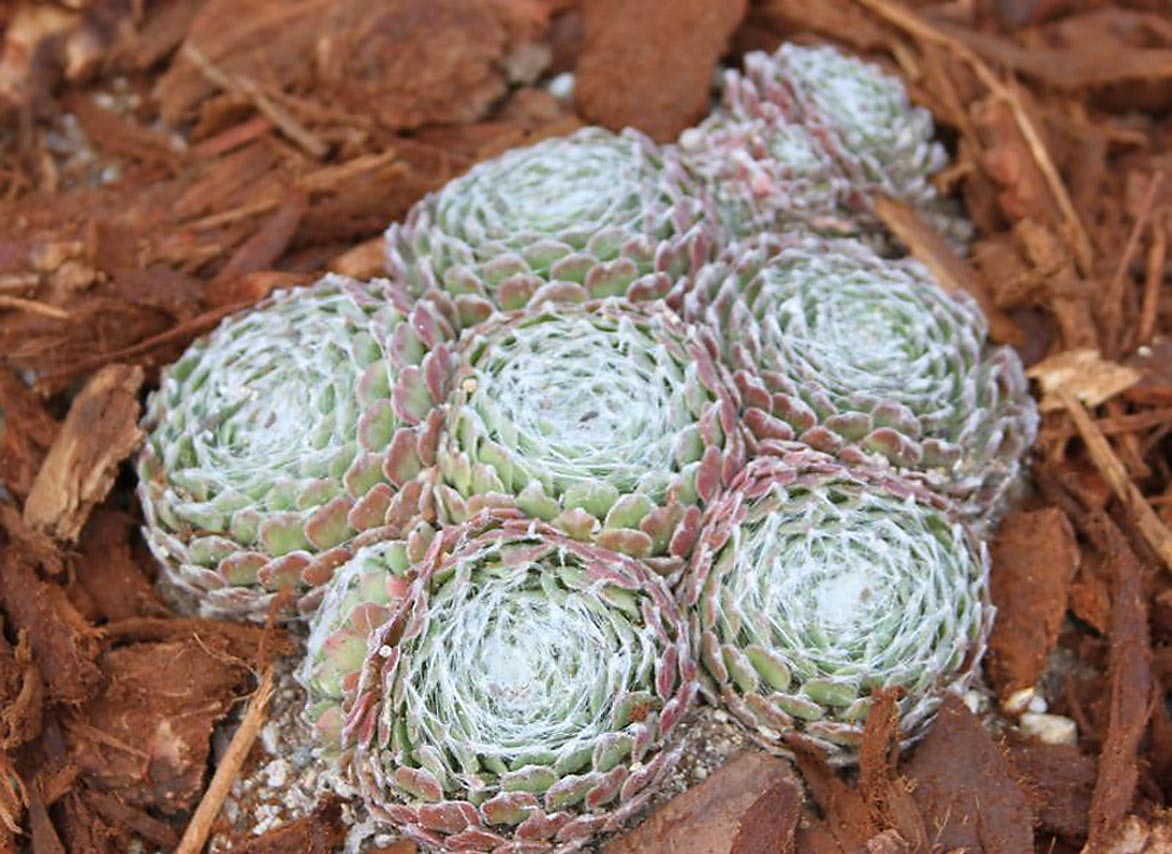 Monrovia 069971 Red Cobweb Sedum