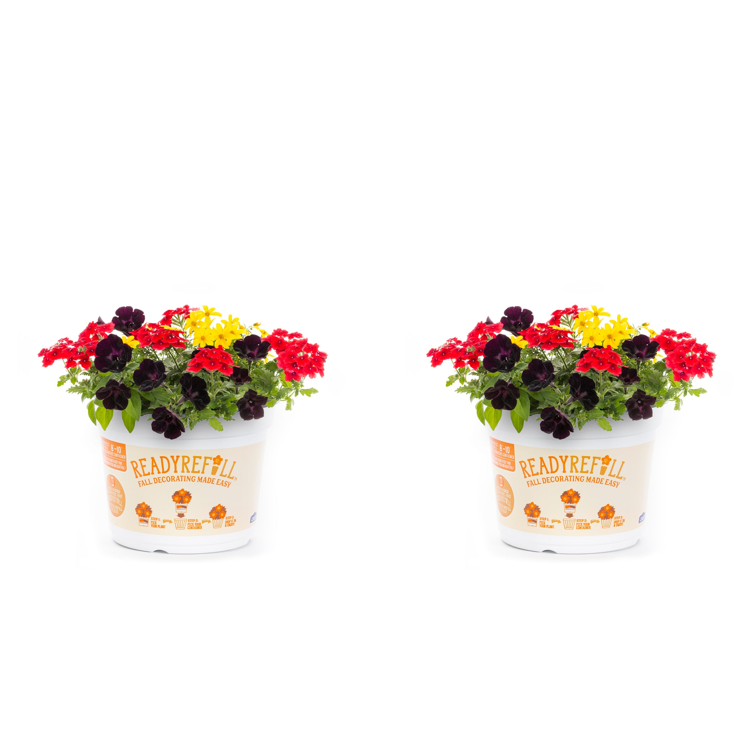 Ready Refill Multicolor Calibrachoa in 3-Quart Pot at Lowes.com