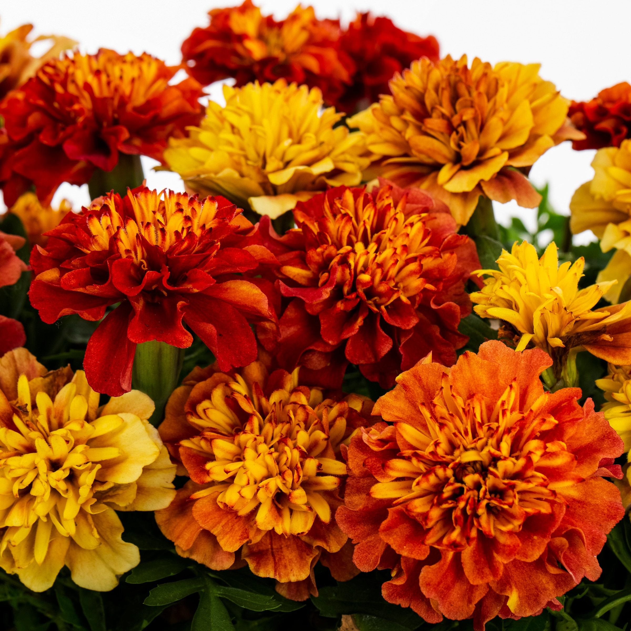 Lowe's 1527848 annuals - View #2
