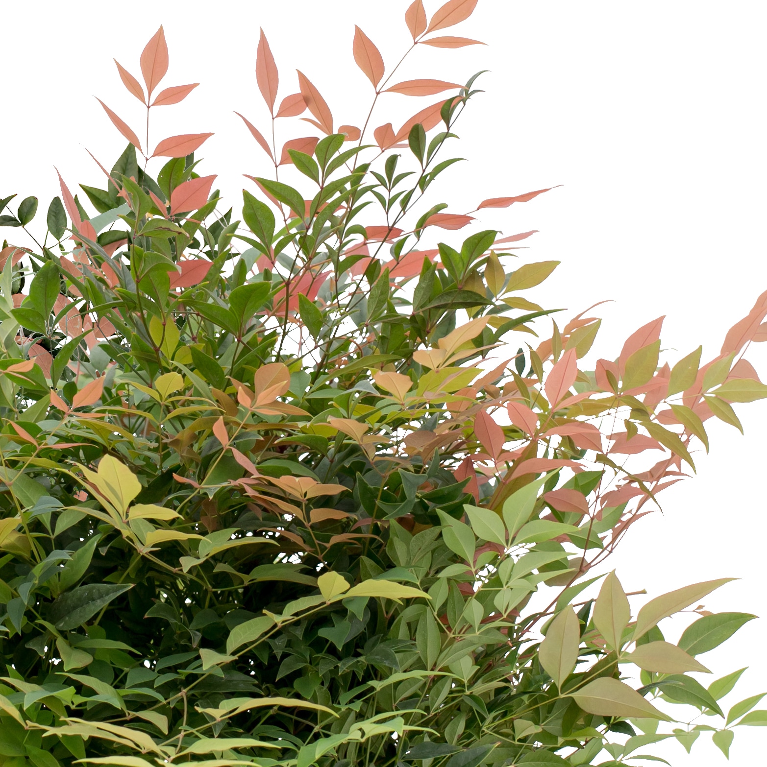 Lowe's 929903 shrubs - View #2