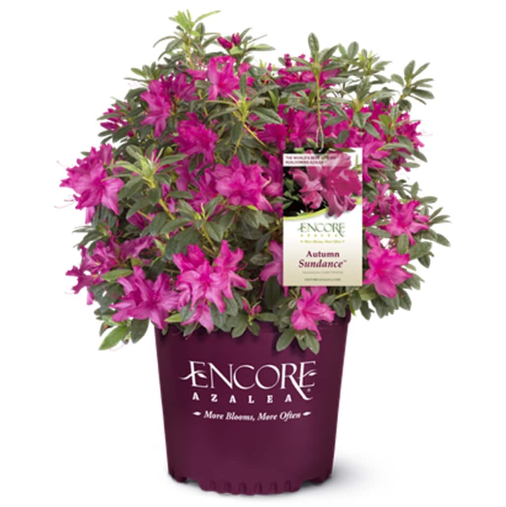 Encore Azalea 80423-1 Autumn Sundance Azalea Flowering Shrub in 3 -Gallon Pot 1 -Pack with Pink Blooms