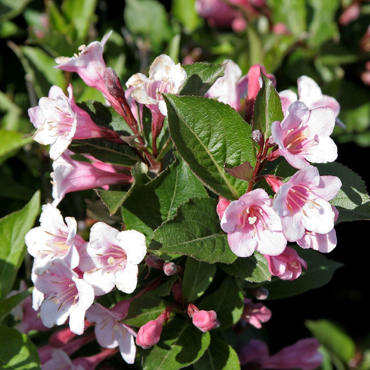  O911203 Polka Weigela Flowering Shrub in 2.25 -Gallon Pot 1 -Pack