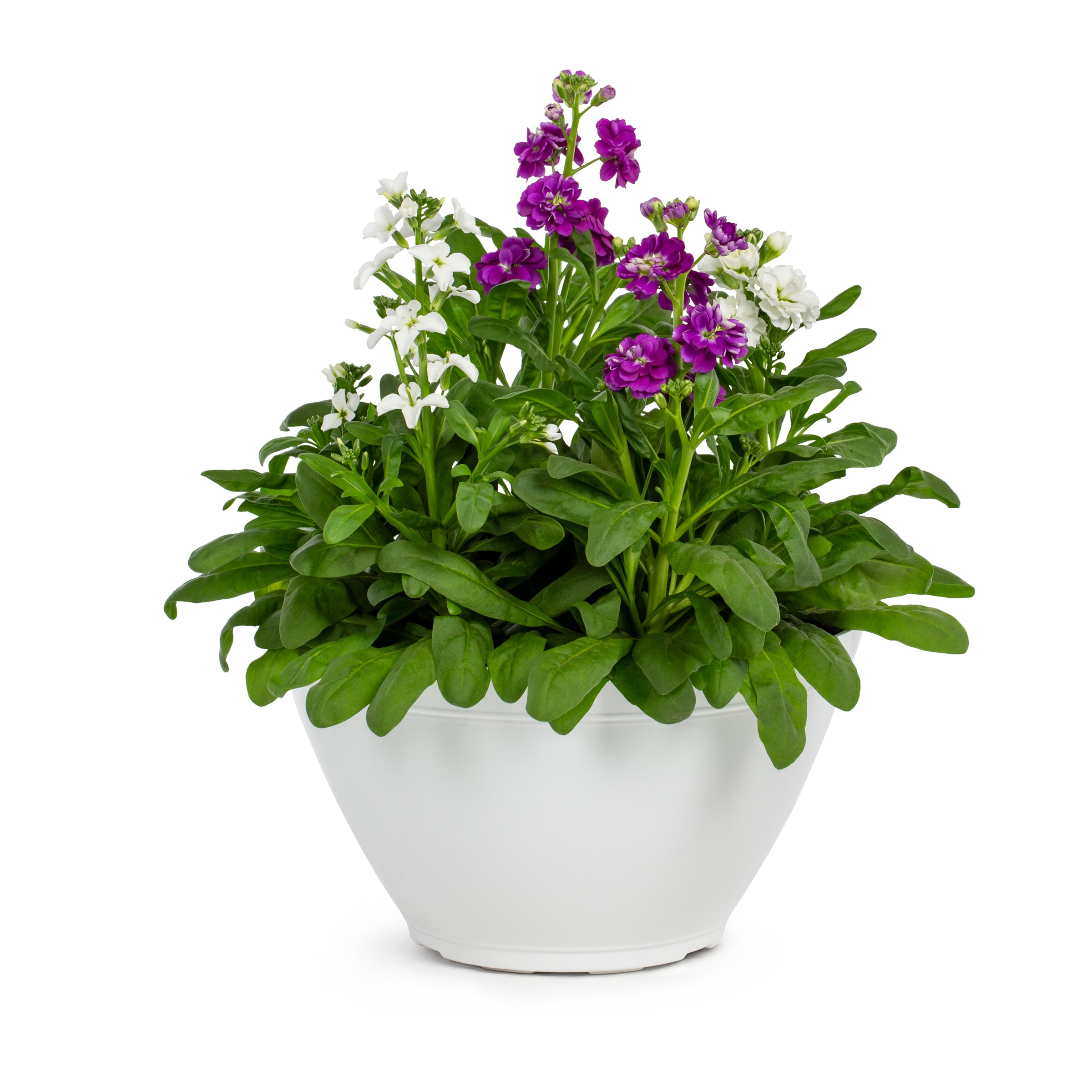 Lowe's 4881948 Multicolor Stock in 1.50 Gallon(s) Planter 1 -Pack