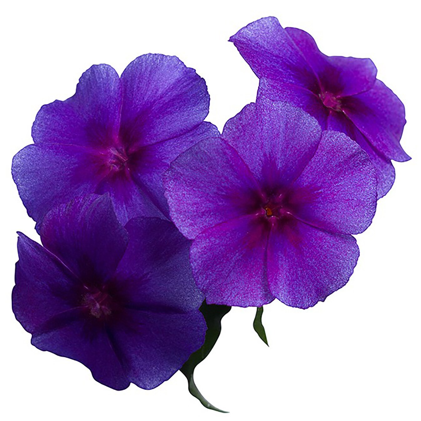 Proven Winners PHLPRW1067504 annuals - View #4