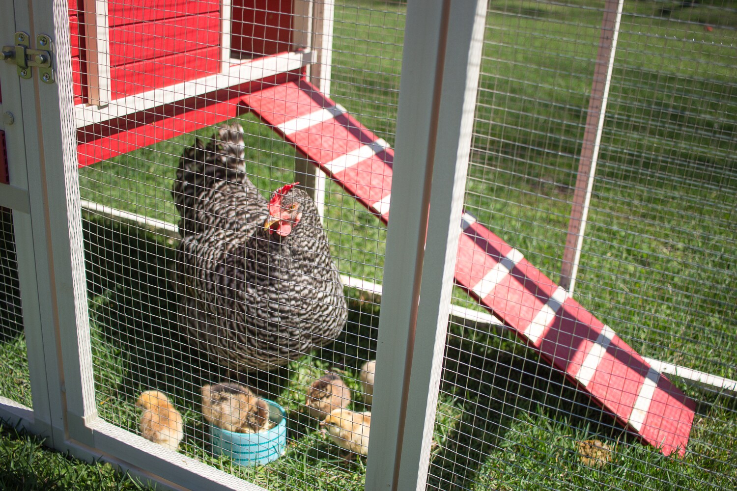 Red and Beige ECOFLEX Dual-Level Chicken Coop with Stainless Steel Mesh