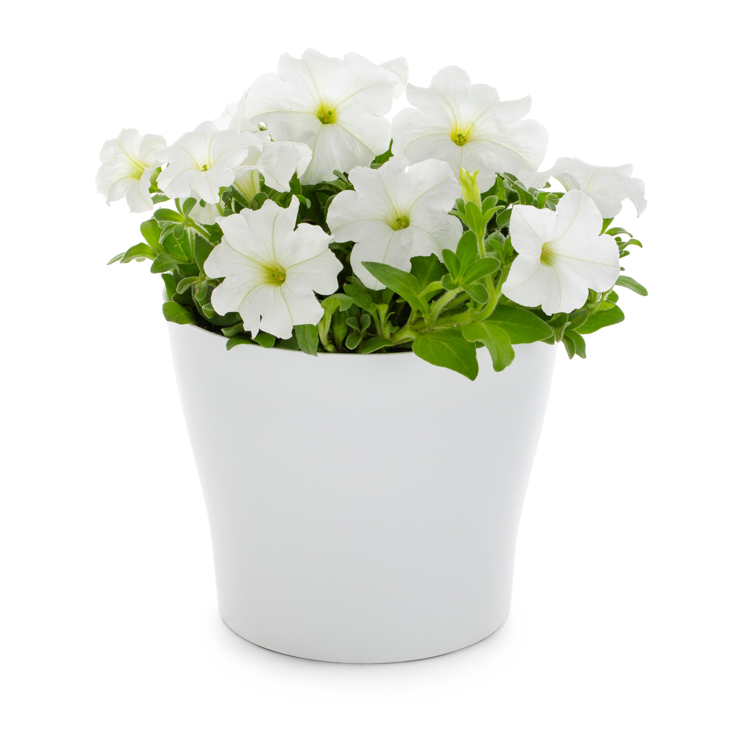 Lowe's NURSERY Multicolor Petunia in 2.2 Quart(s) Planter 5 -Pack