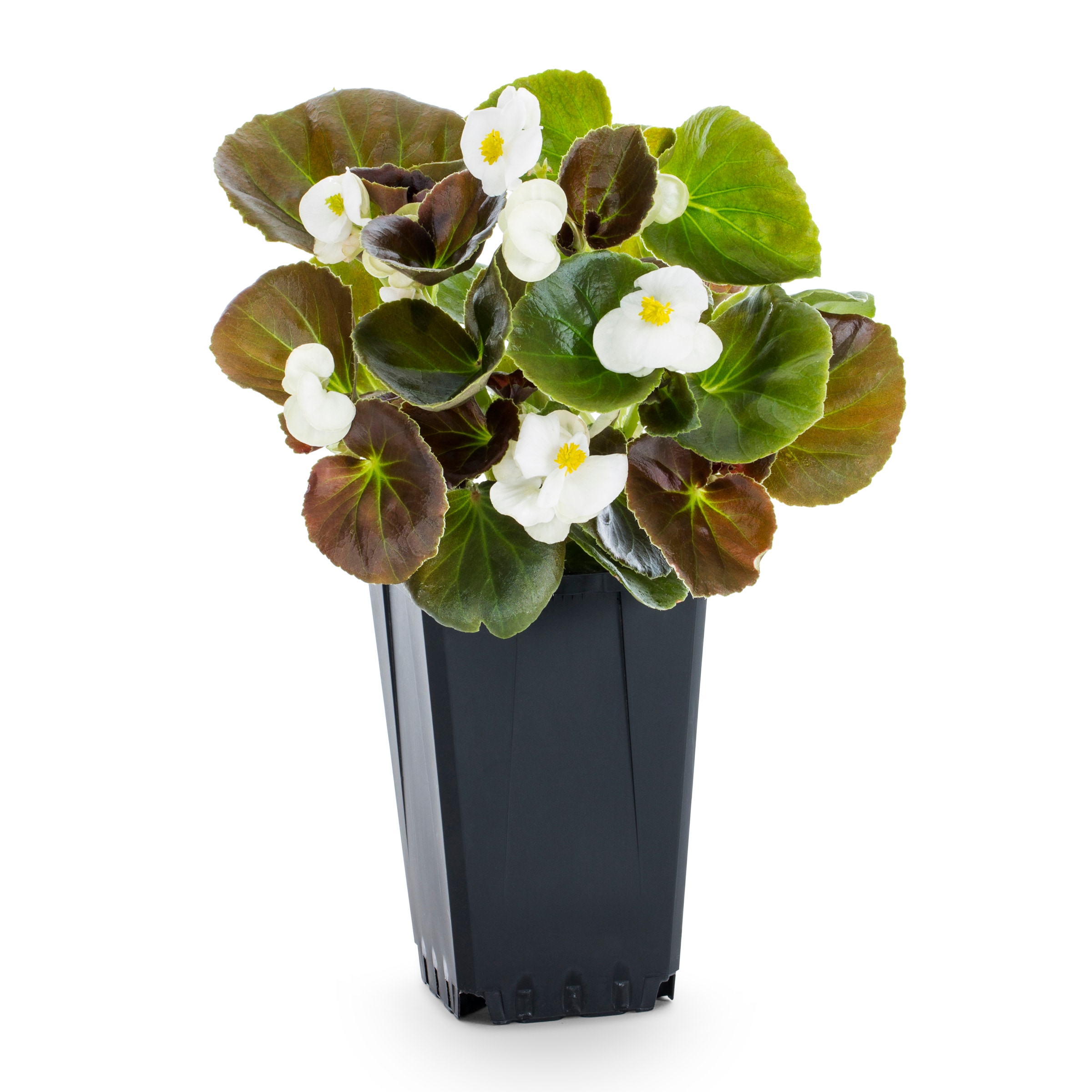 Lowe's NURSERY Multicolor Begonia in 1 Quart(s) Pot 1 -Pack