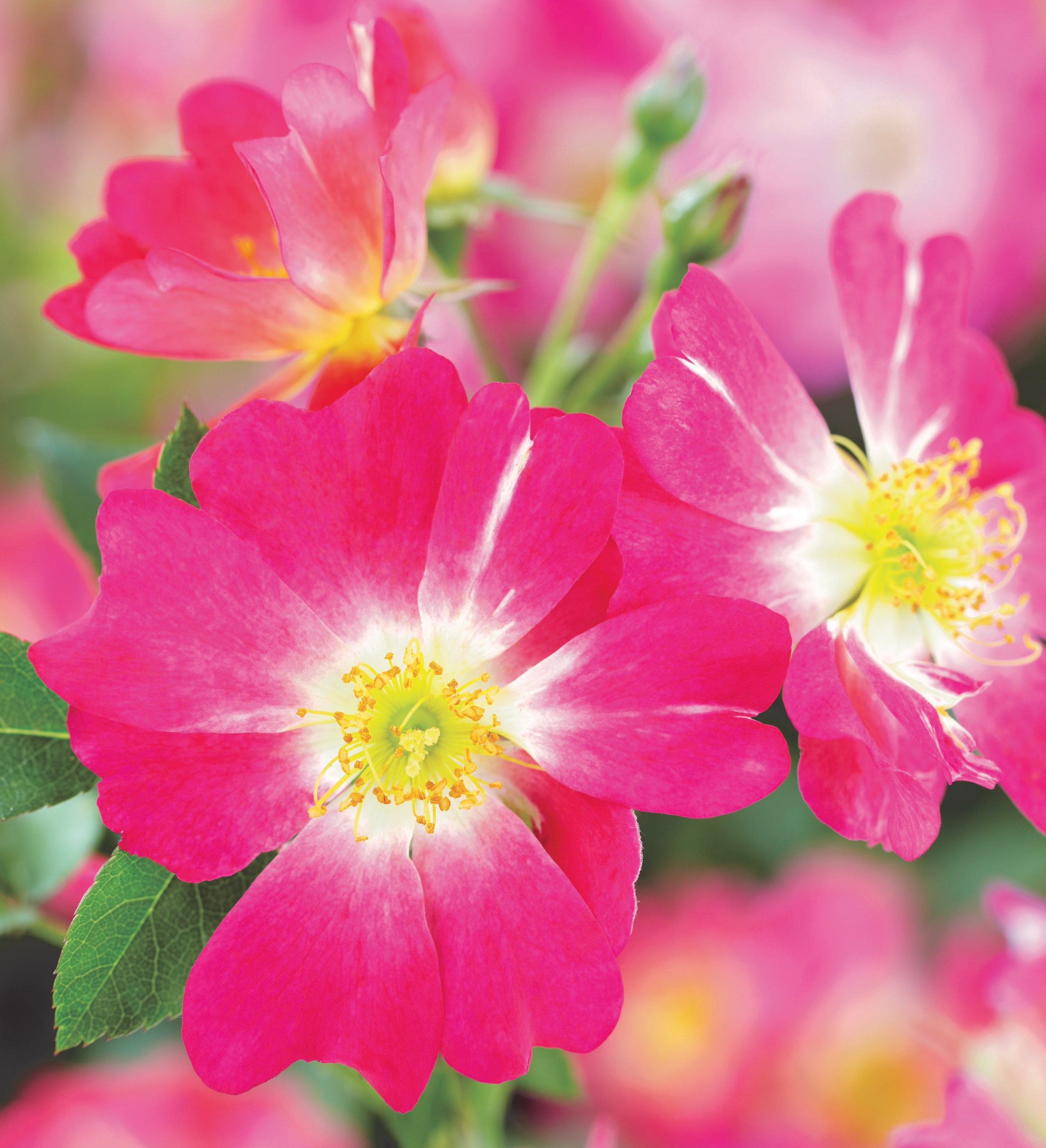 Drift Roses 62421-1 roses - View #2