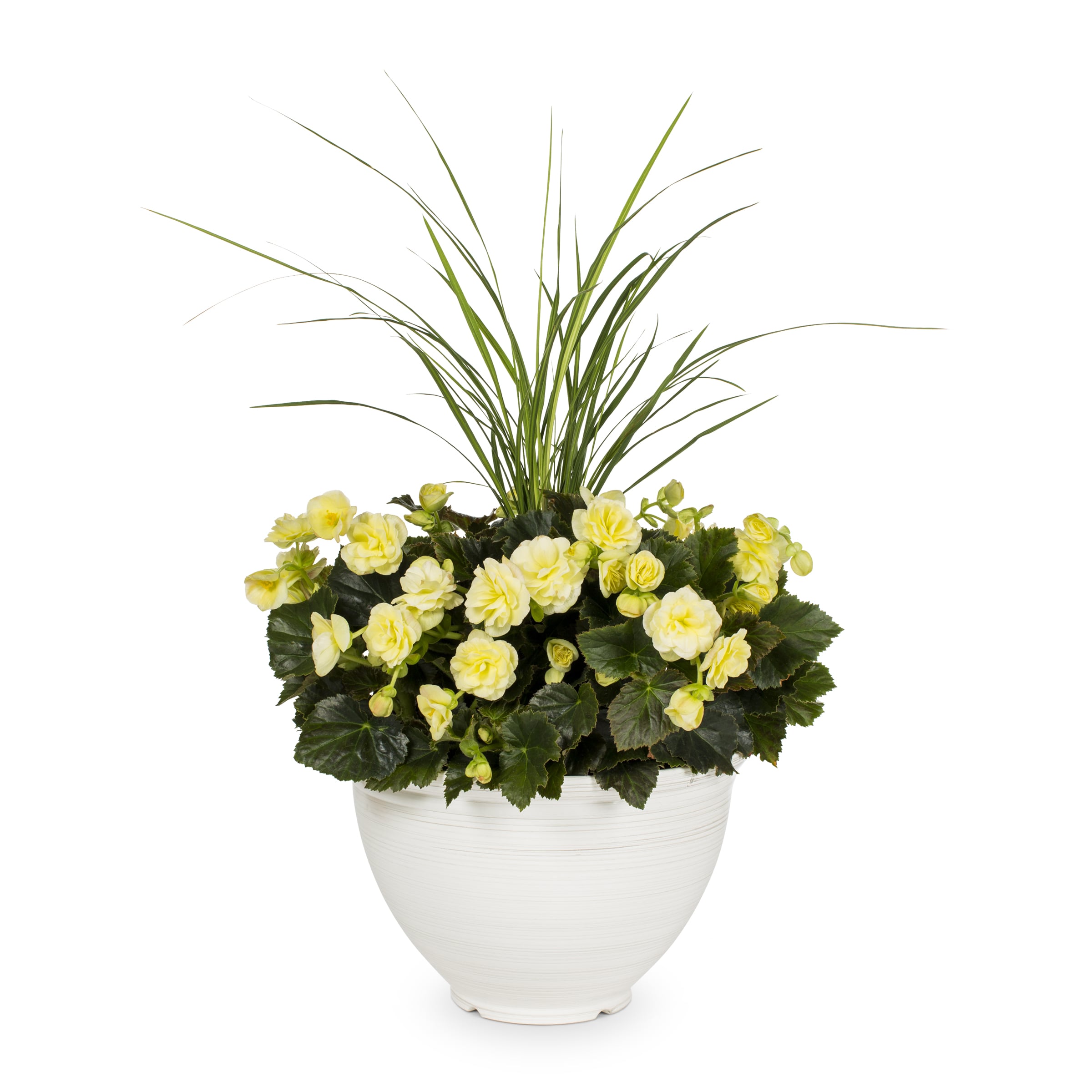 Lowe's 1613038 annuals - View #3