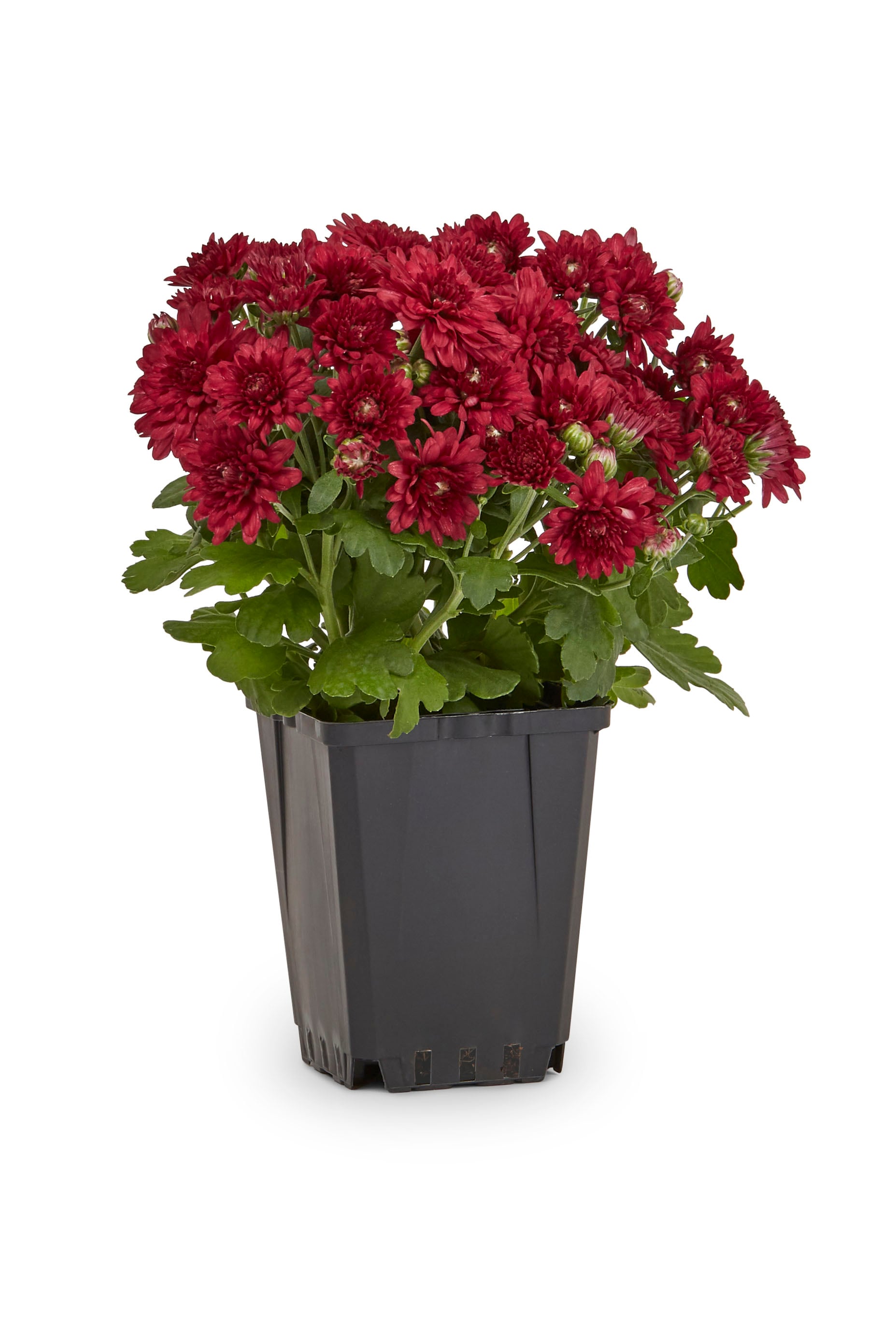 Lowe's Red Mum in 1-Pint Pot in the Annuals department at Lowes.com